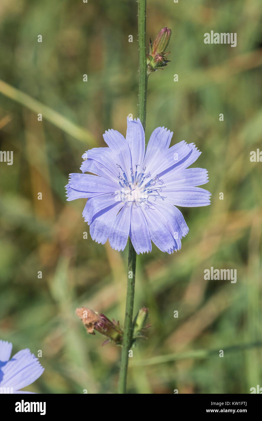 Vorsichtig die blaue Blume der Gemeinsamen CHICORÉE (Cichorium intybus) Stockfoto