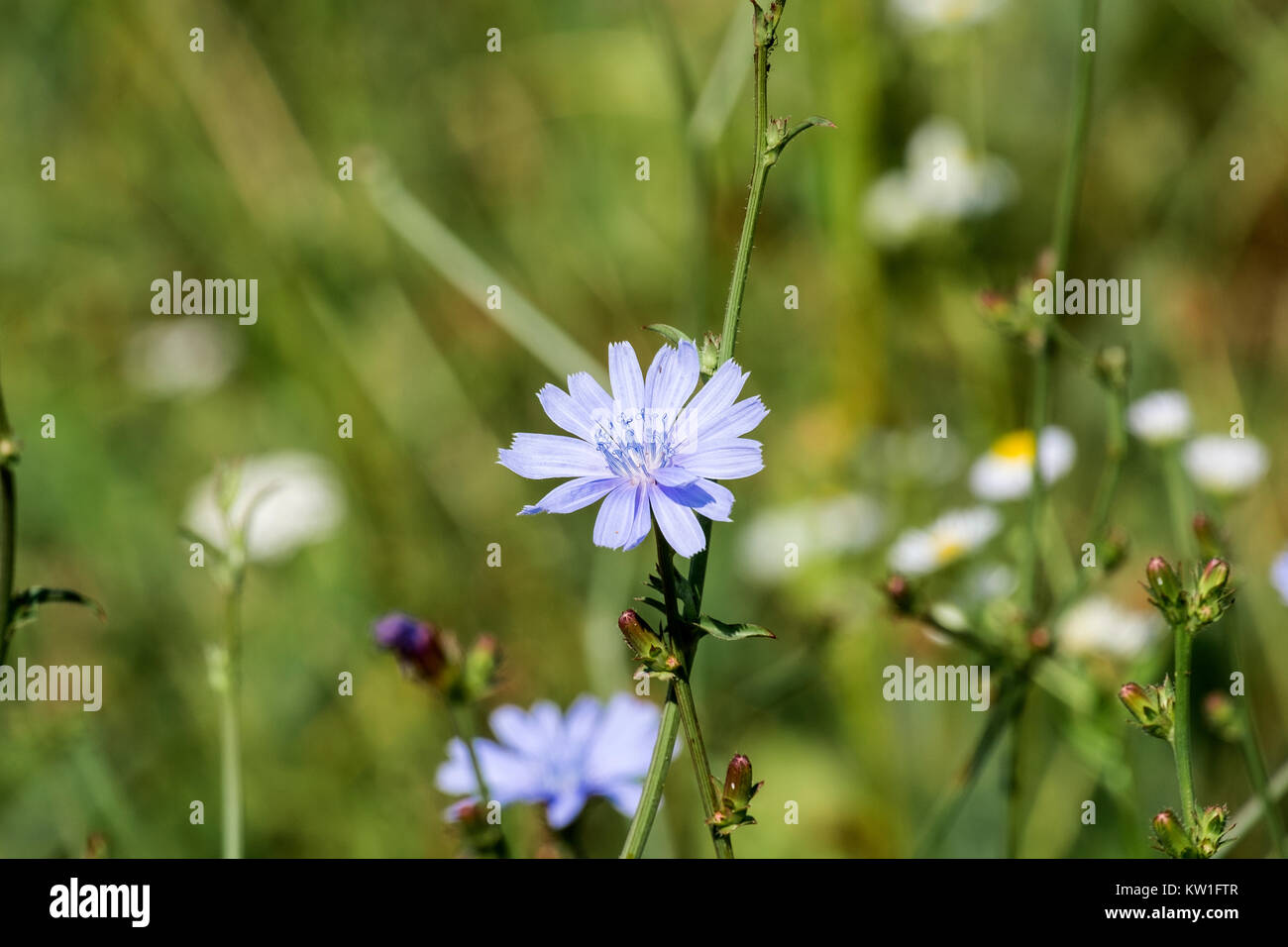 Vorsichtig die blaue Blume der Gemeinsamen CHICORÉE (Cichorium intybus) Stockfoto