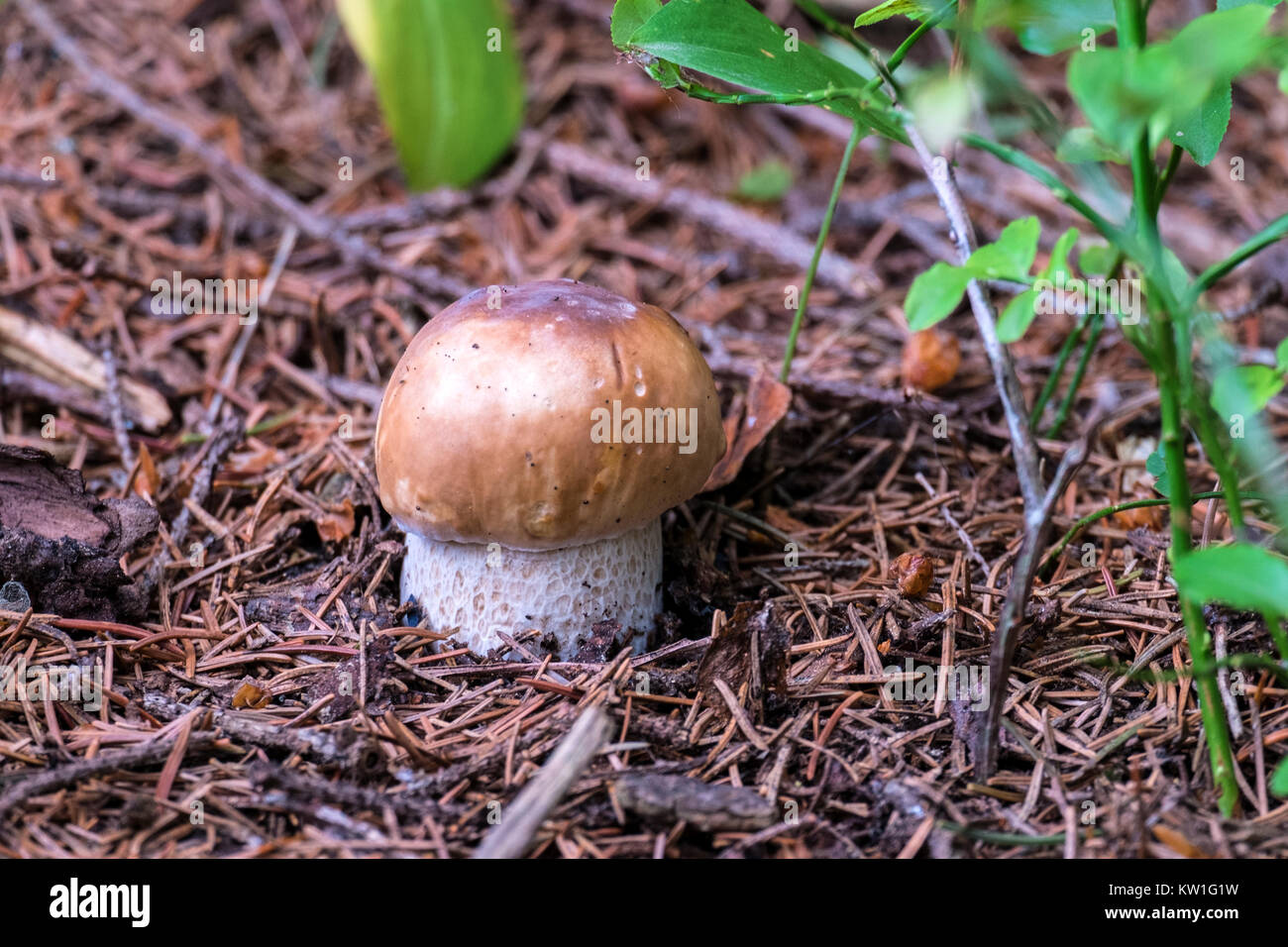 Junge penny Bun gekeimt durch die gefallenen Stacheln von Nadelbäumen (Boletus edulis) Stockfoto