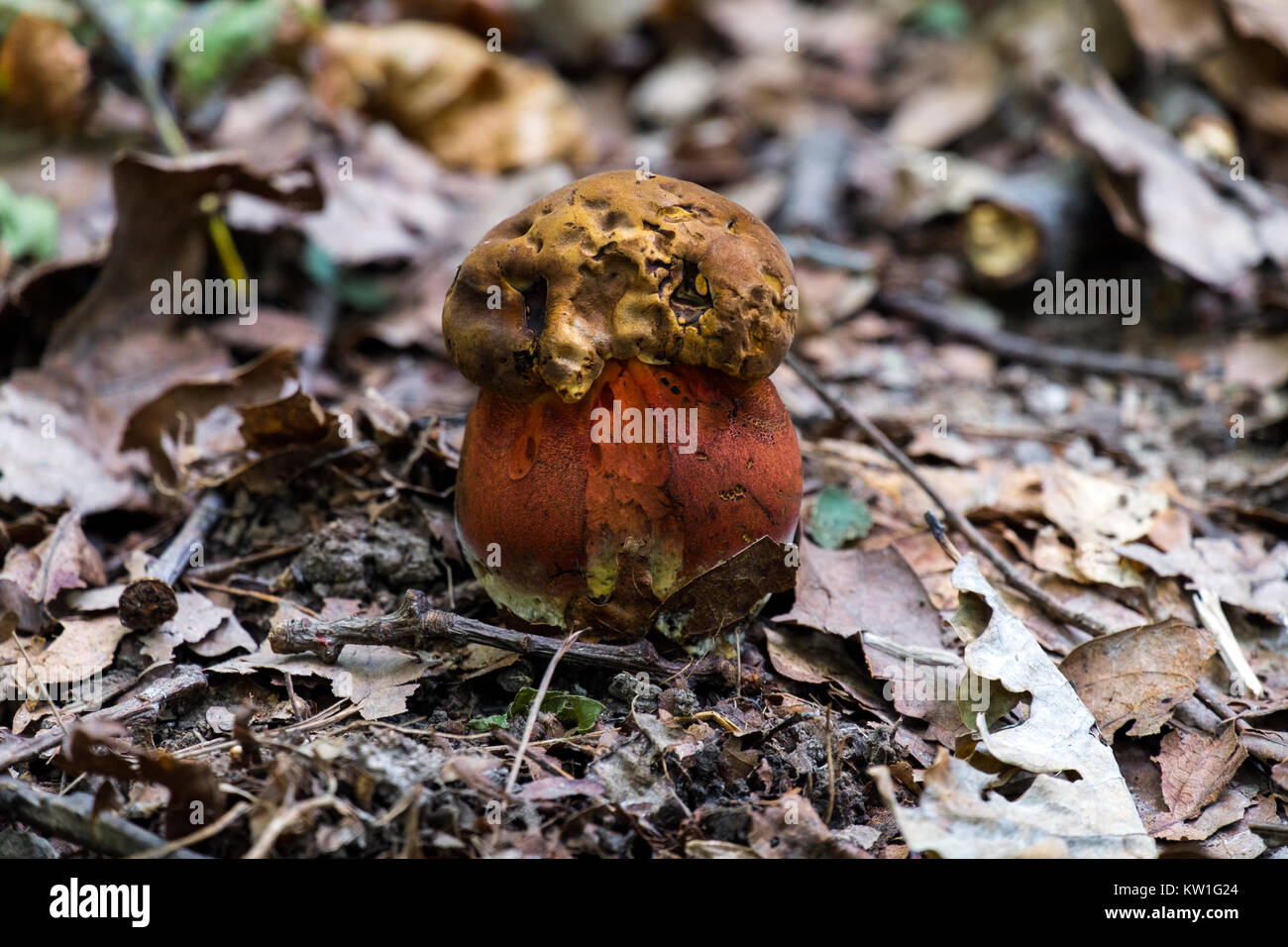 Die jungen Teufel bolete wuchs im Laubwald (Rubroboletus satanas) Stockfoto