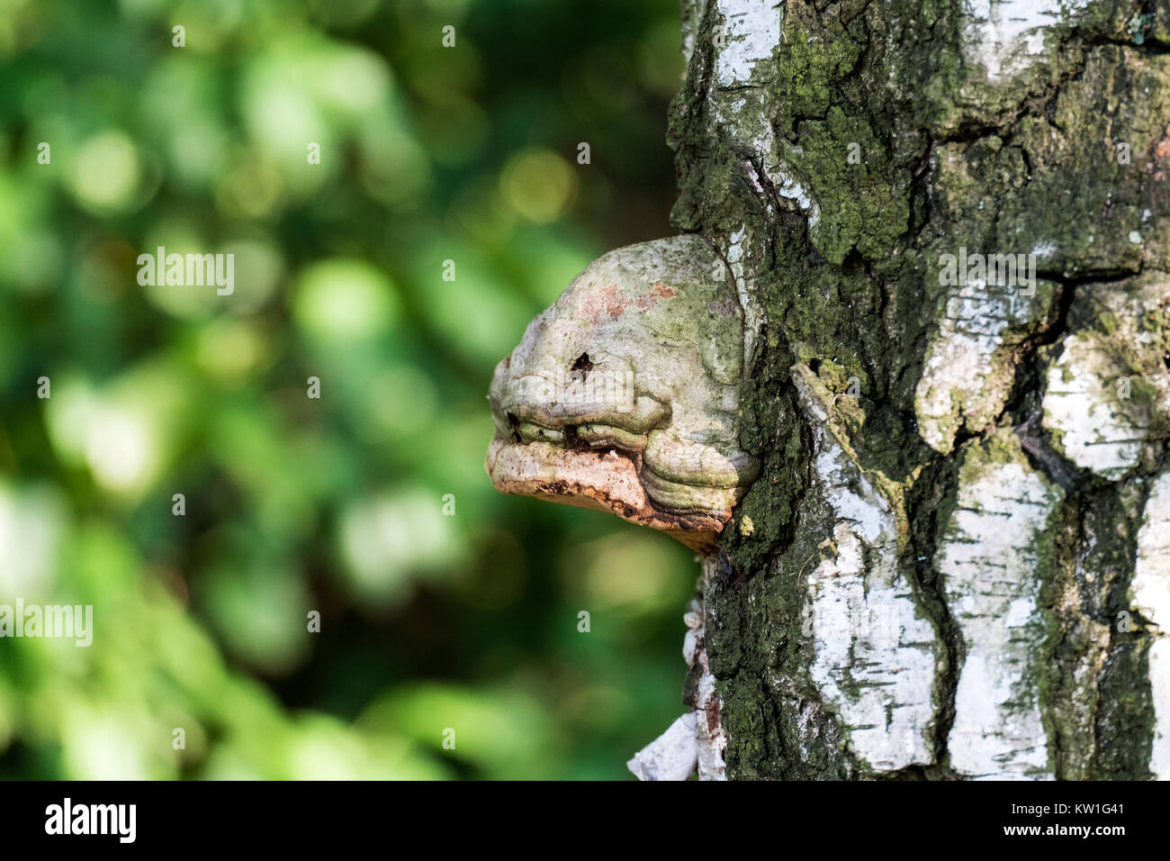 Zunder Pilz, ein Parasit auf dem birkenstamm, ähnlich der Leiter der Muränen (Fomes fomentarius) Stockfoto