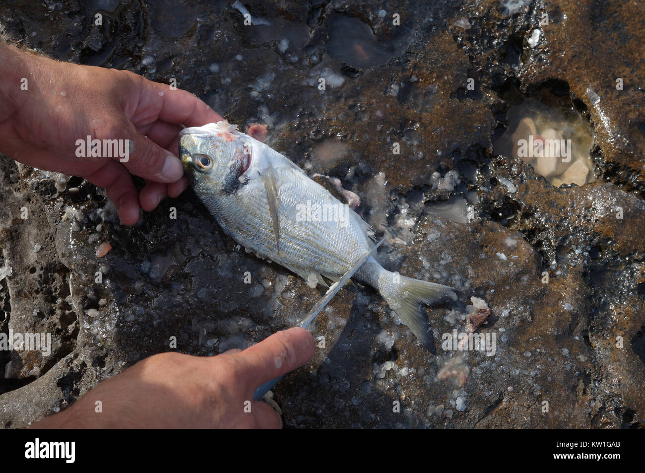 Reinigung der Fisch essen Stockfoto