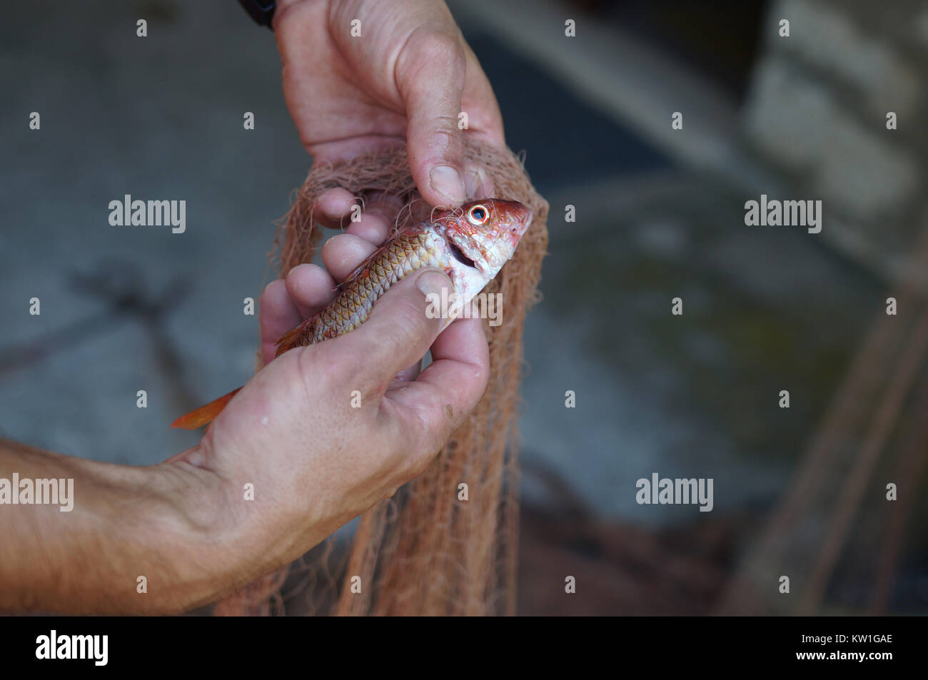 Fisch im Kescher in der Adria Meer gefangen Stockfoto