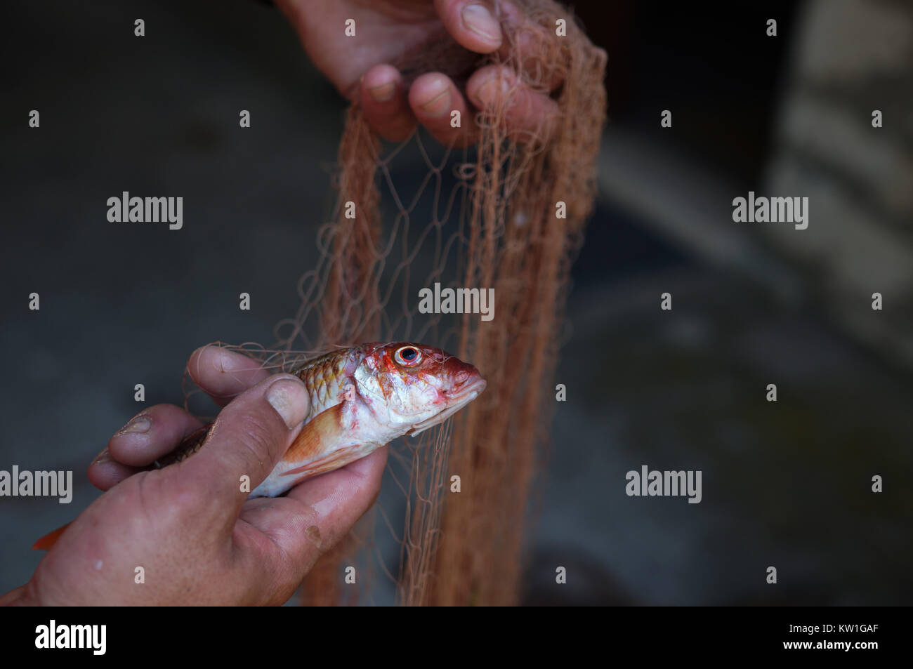Fisch im Kescher in der Adria Meer gefangen Stockfoto