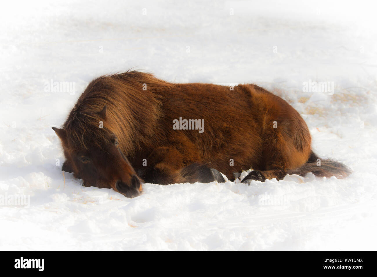 Eine isländische Pferd nap in eine Wolke von Schnee Stockfoto
