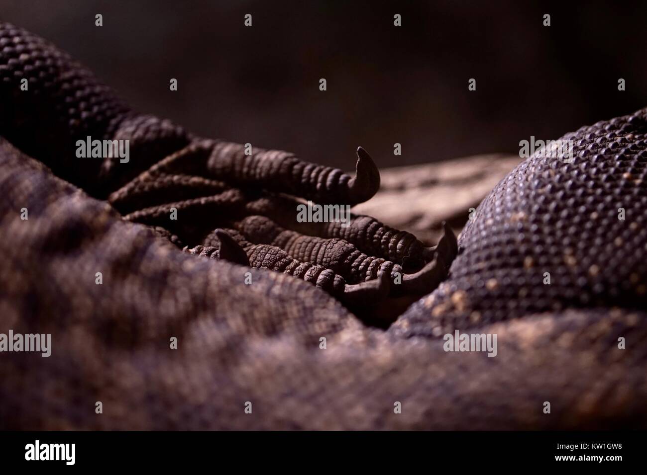 Patte de Dragon de Komodo Stockfoto