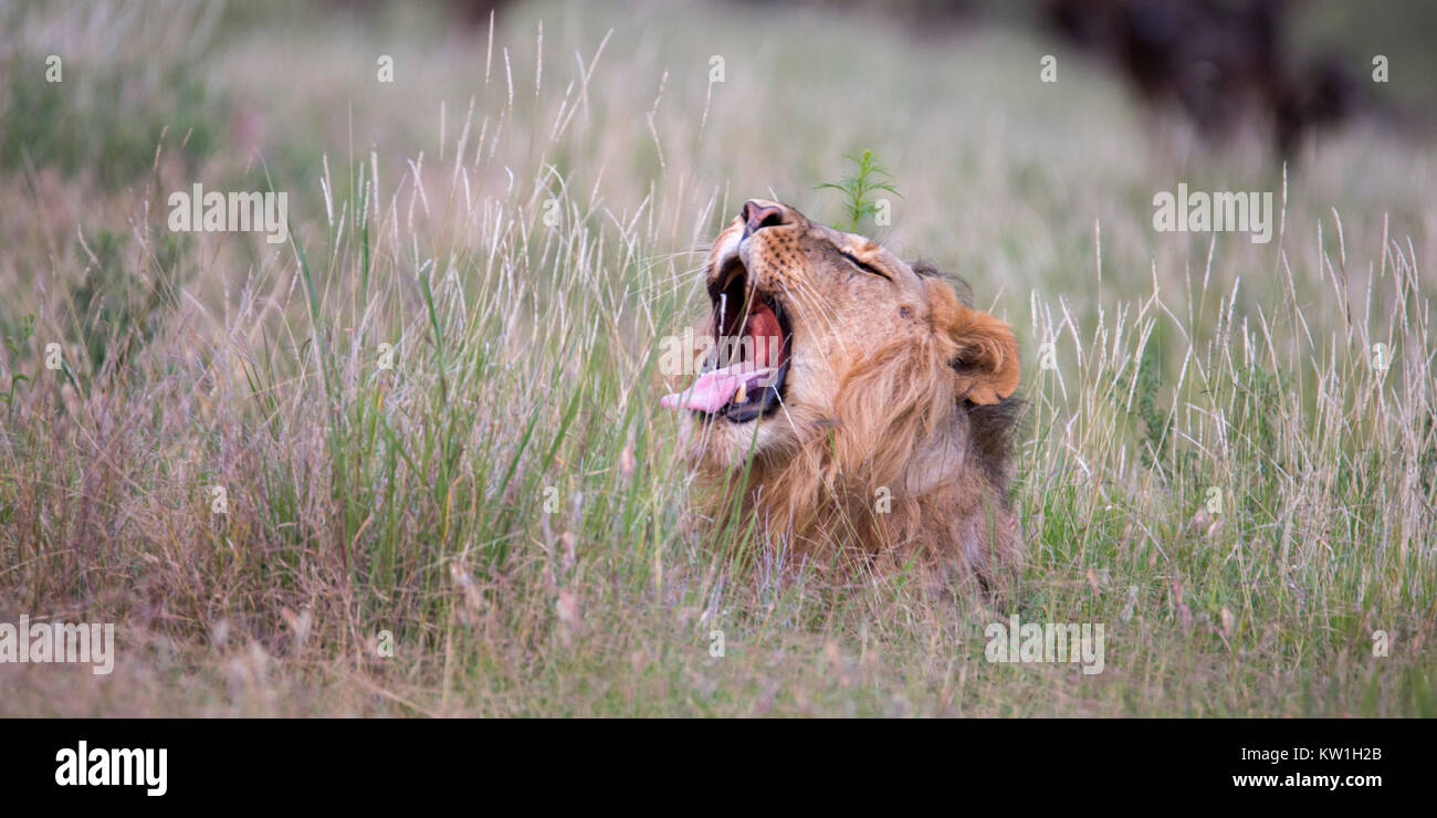 Ein erwachsener männlicher Löwe Verlegung im offenen Grasland, teilweise verdeckt und Gähnen tside, Wüste, Lewa Lewa Conservancy, Kenia, Afrika Stockfoto