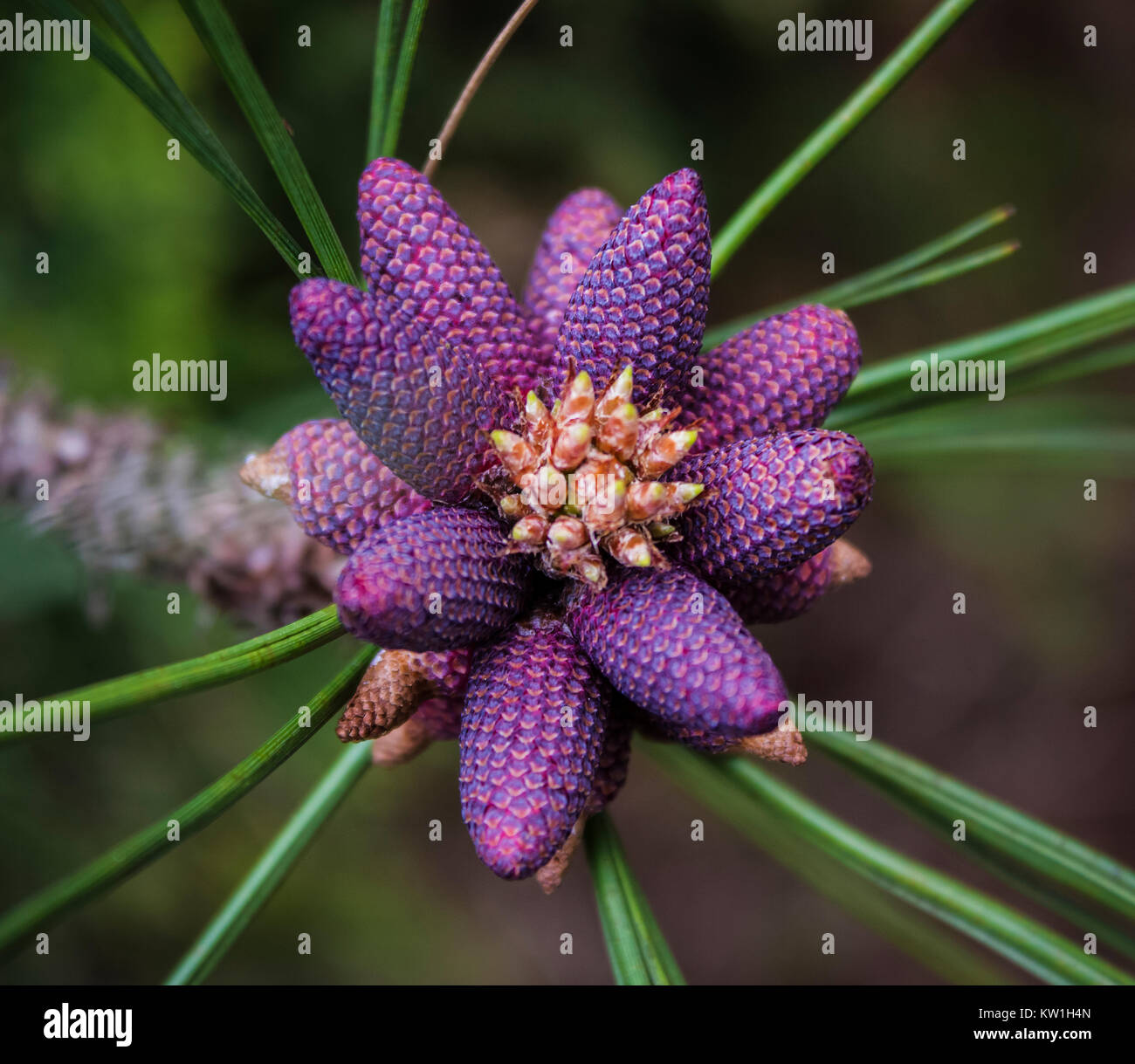 Junge Lila Tannenzapfen von panderosa Pine Tree im Frühjahr Stockfoto
