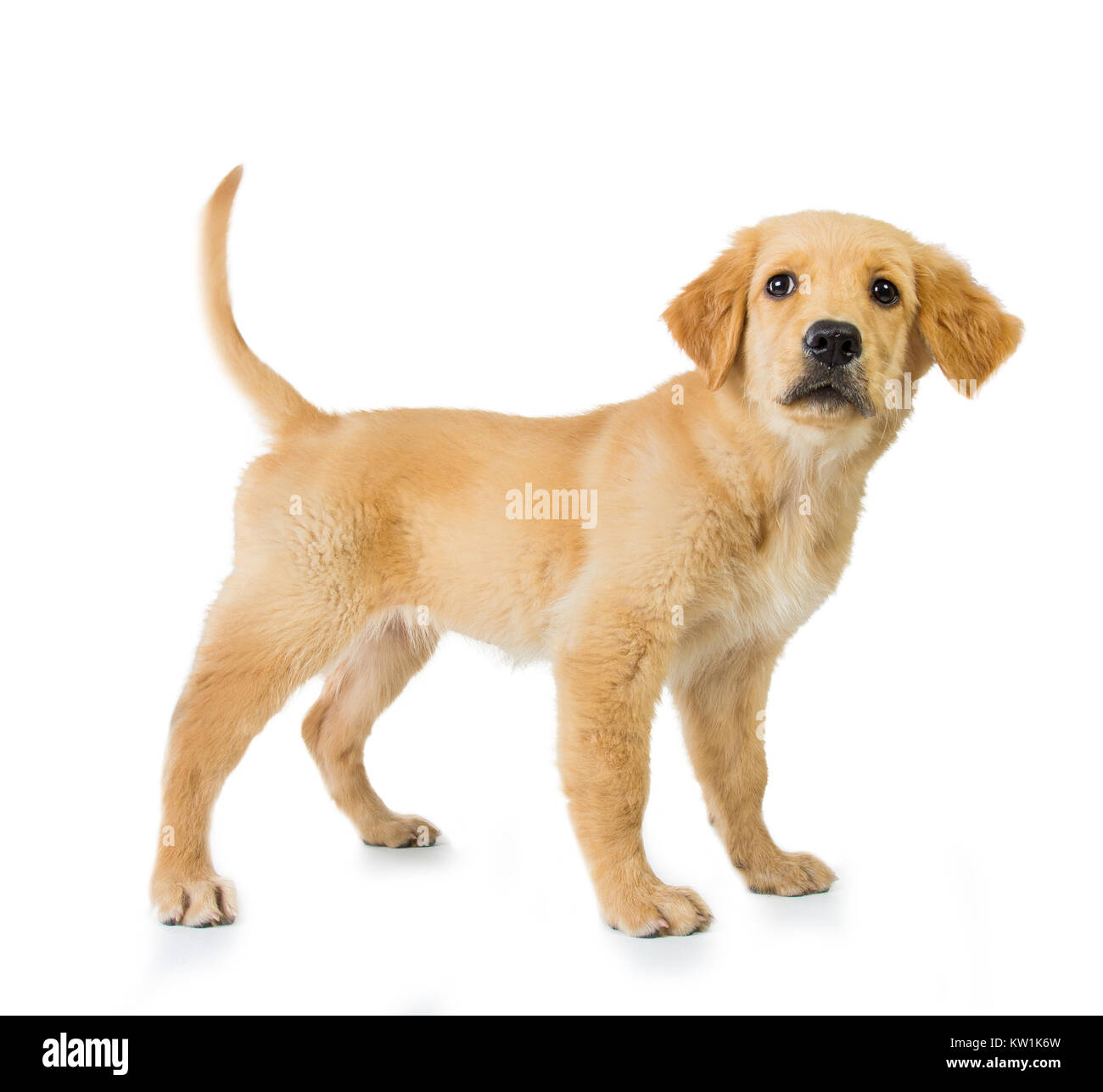 Golden Retriever Hund auf weißem Hintergrund Stockfoto