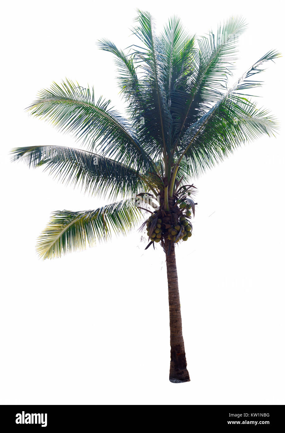 Kokospalmen auf weißem Hintergrund, die Krone einer Palme, der Kokosnuss auf weißem Hintergrund. Stockfoto