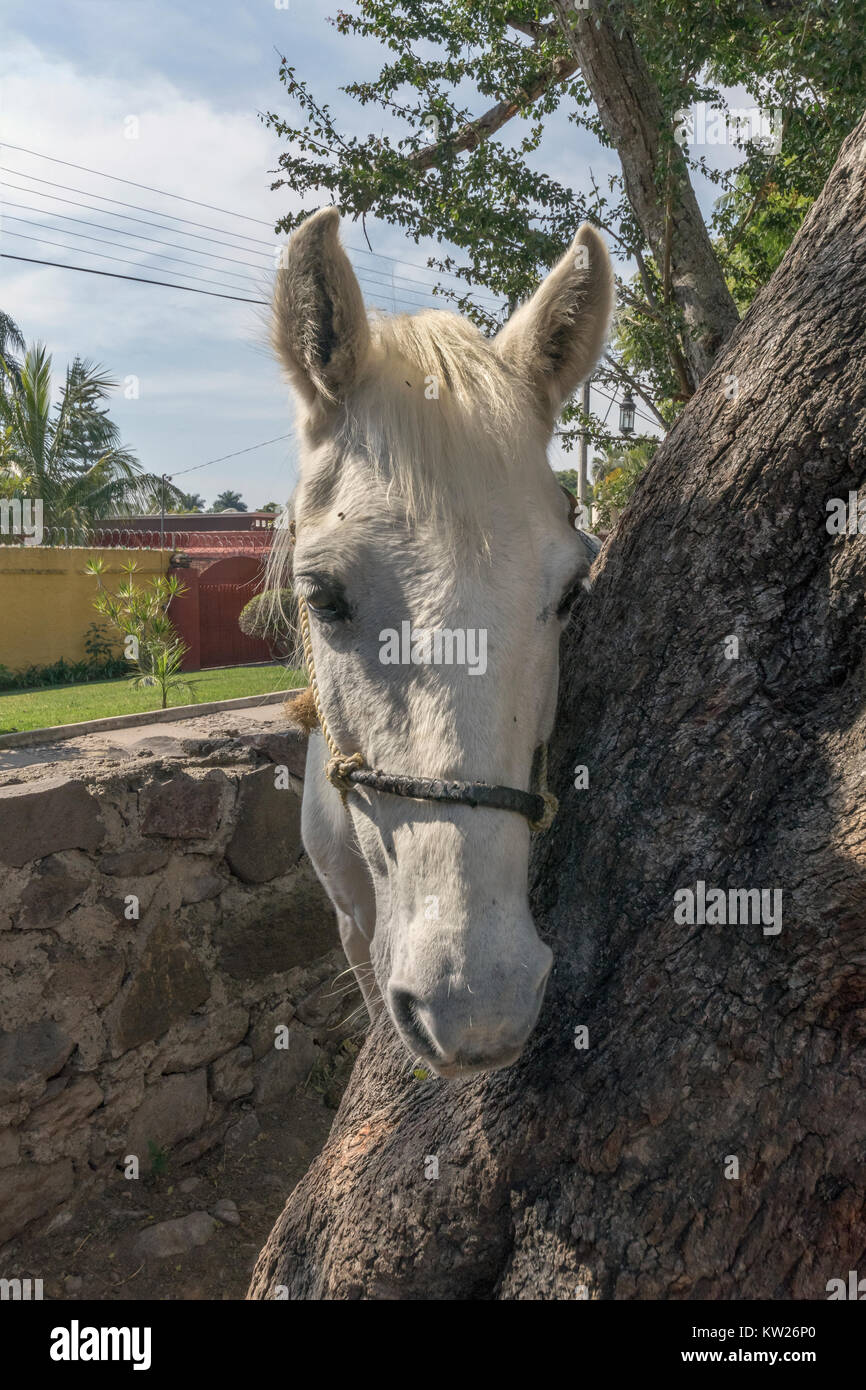 White Horse peeking Um einen Baumstamm, Camino Real, Ajijic, Jalisco, Mexiko Stockfoto