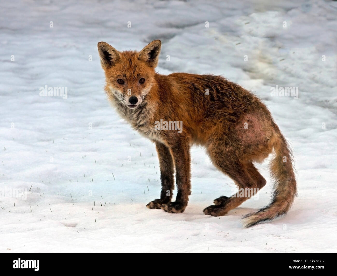 Roter Fuchs im Schnee Stockfoto