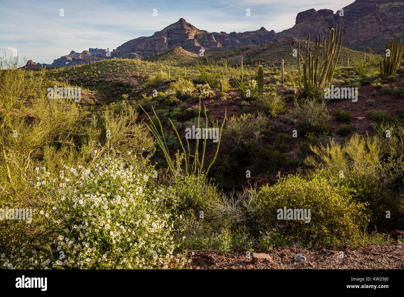 Der Morgen graut über die Sonora-Wüste im Organ Pipe National Monument. Stockfoto