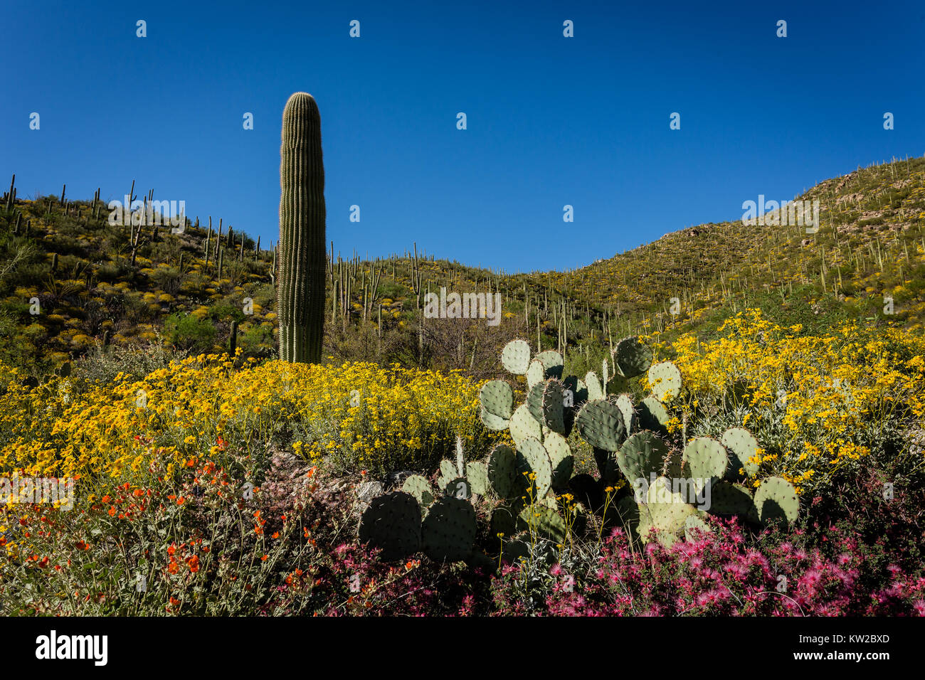 Sonora-Wüste Hänge explodieren mit bunten Wildblumen. Stockfoto