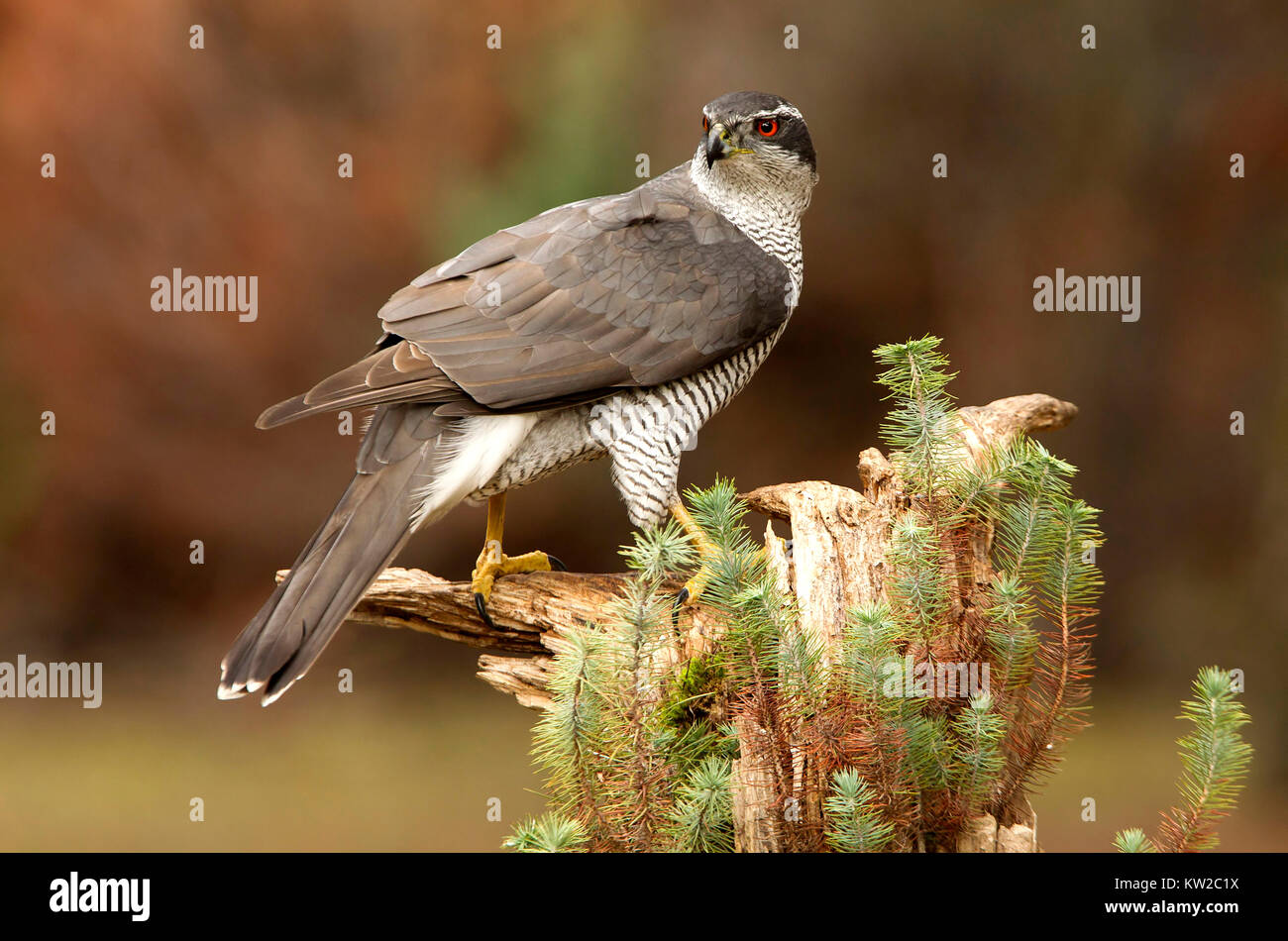 Accipiter gentilis Stockfoto