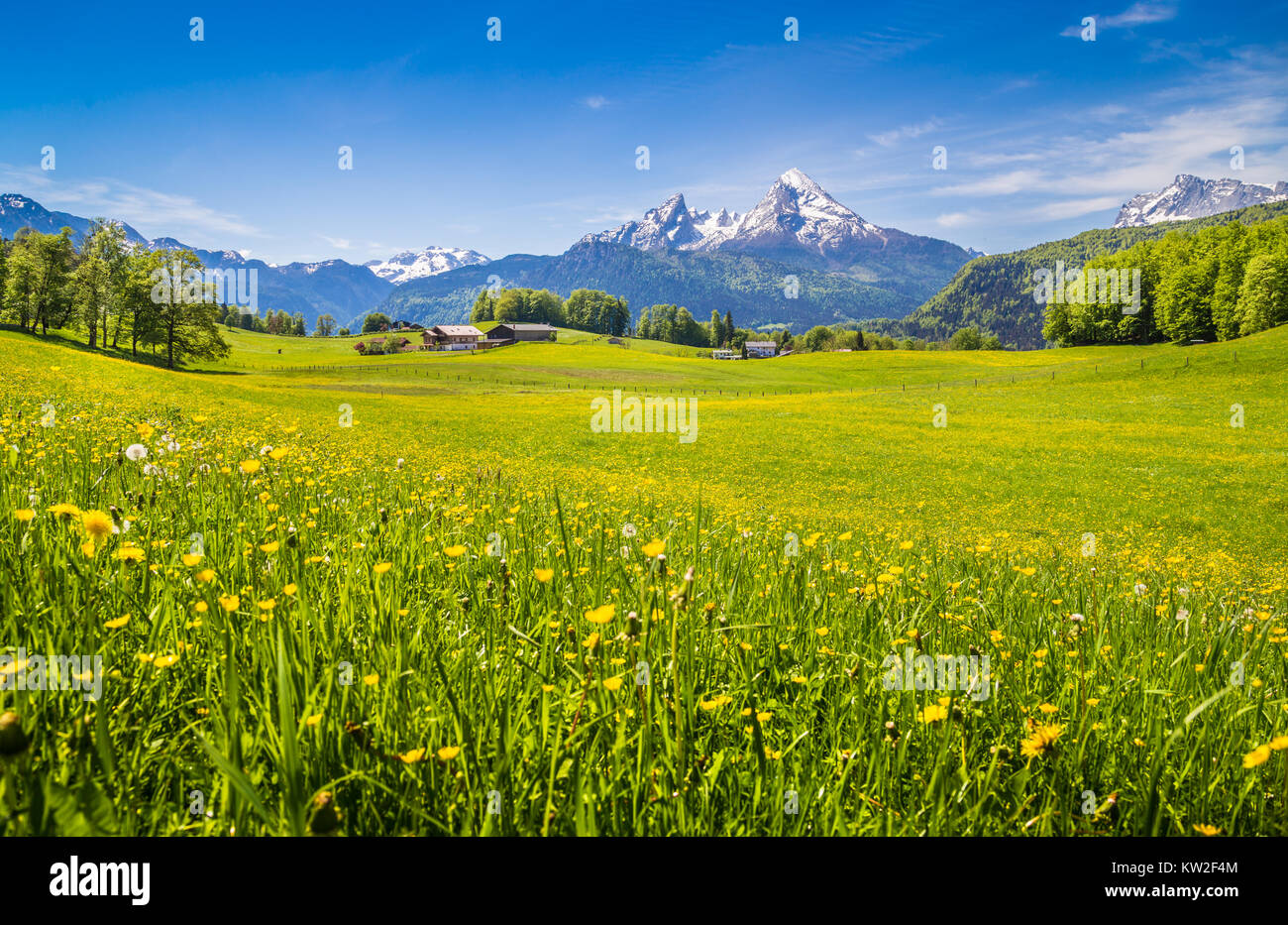 Deutsche Blumen Stockfotos und -bilder Kaufen - Alamy