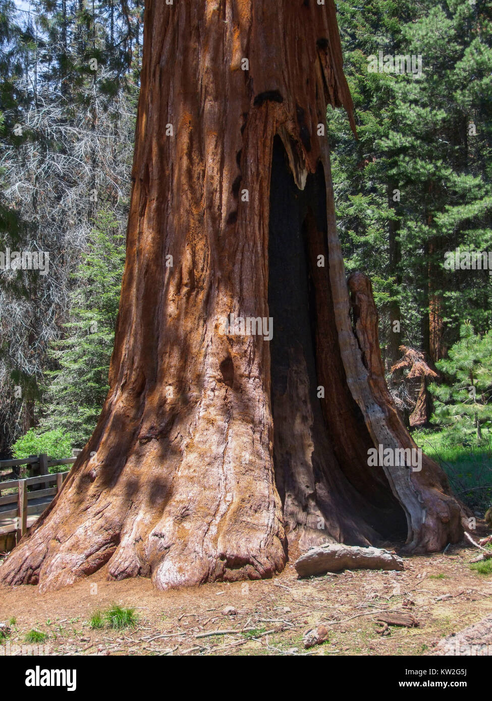 Landschaft am Sequoia und Kings Canyon Nationalpark Sequoia Baum closeup in Kalifornien, USA Stockfoto