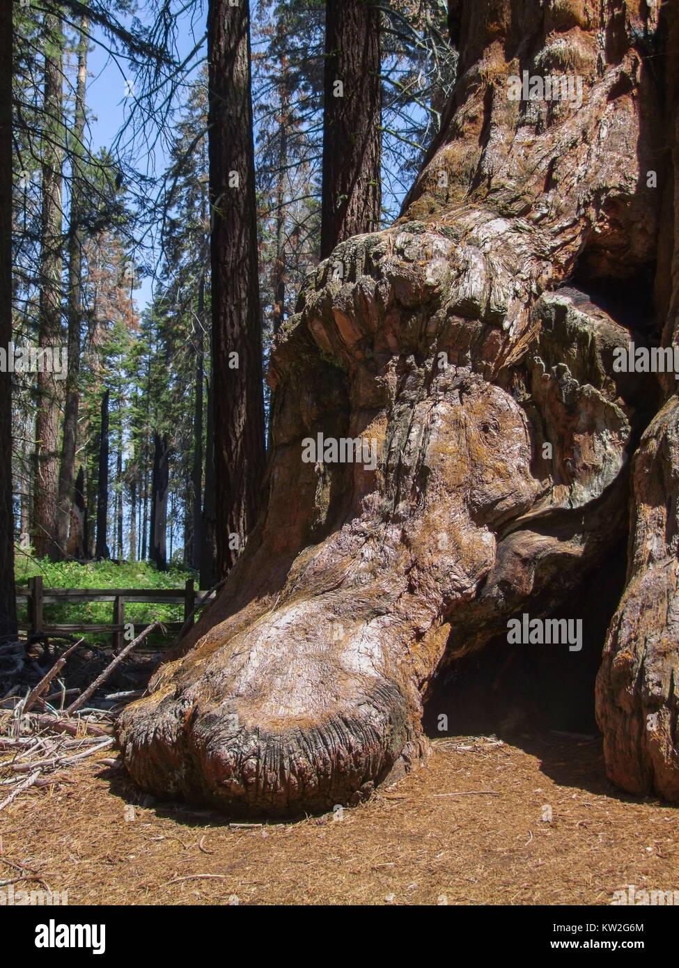 Landschaft am Sequoia und Kings Canyon Nationalpark Sequoia Baum closeup in Kalifornien, USA Stockfoto