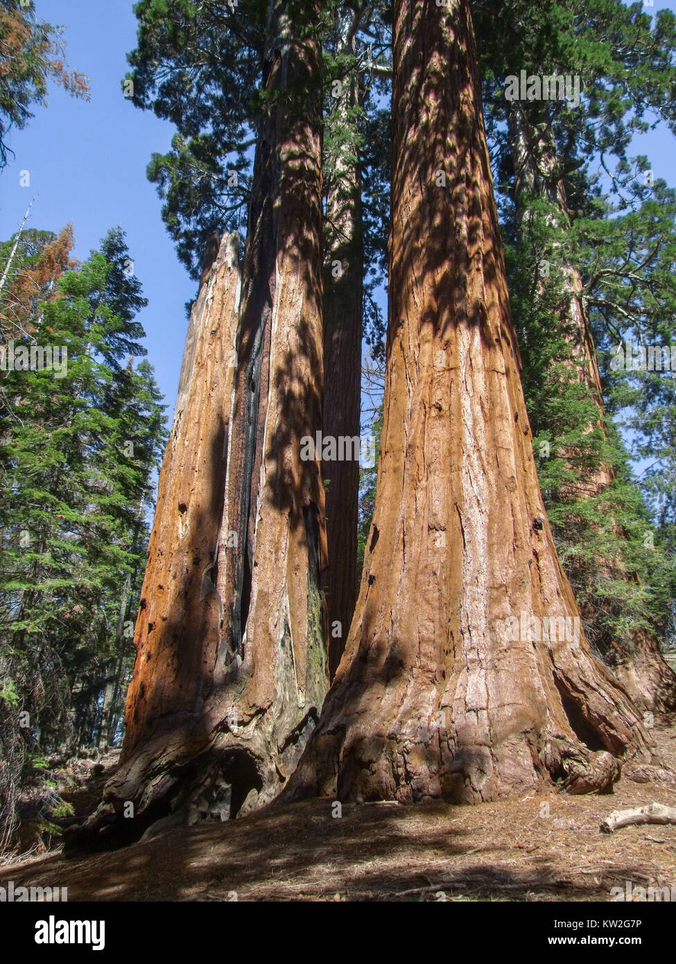 Landschaft am Sequoia und Kings Canyon Nationalpark Sequoia Bäume in Kalifornien, USA Stockfoto