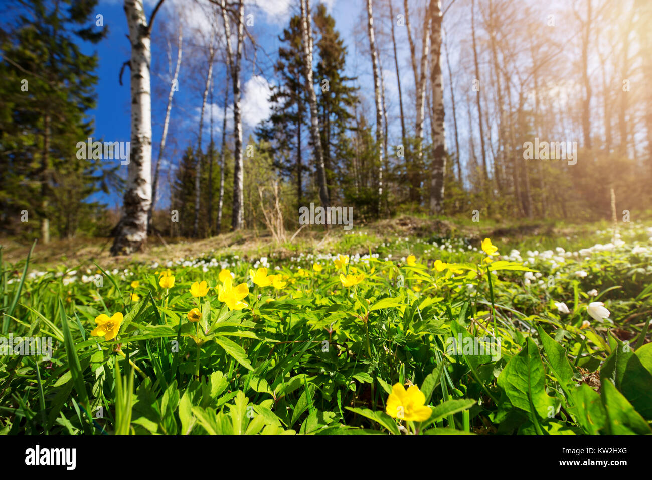 Holz mit Frühlingsblumen Stockfoto