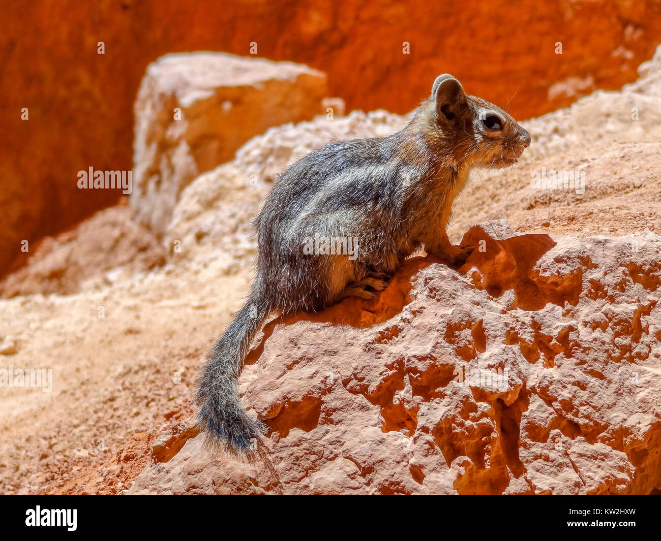 Golden-mantled ground squirrel in der Bryce Canyon National Park in Utah in den USA entfernt Stockfoto