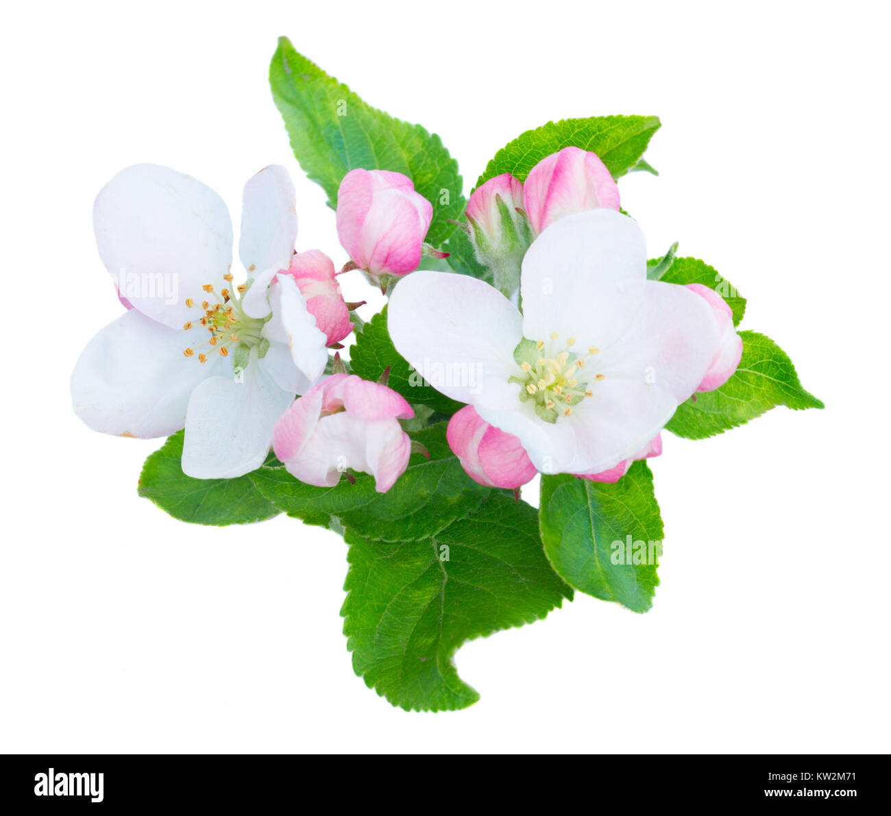 Apple tree Blüten und Blätter Stockfoto