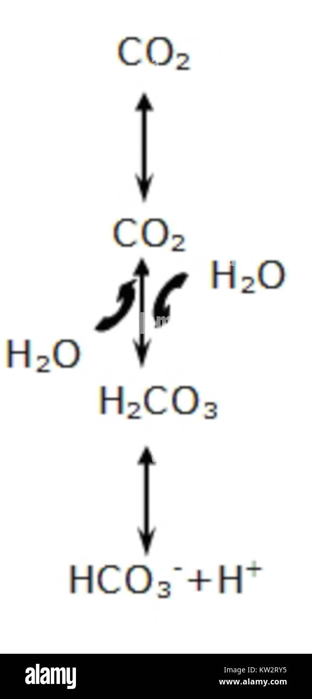Bicarbonat, allgemein bekannt als Backnatron, ist eine vielseitige chemische Verbindung, die in verschiedenen Anwendungen wie Kochen, Reinigen und Körperpflege verwendet wird. Es wird in der Industrie und im Haushalt eingesetzt. Stockfoto