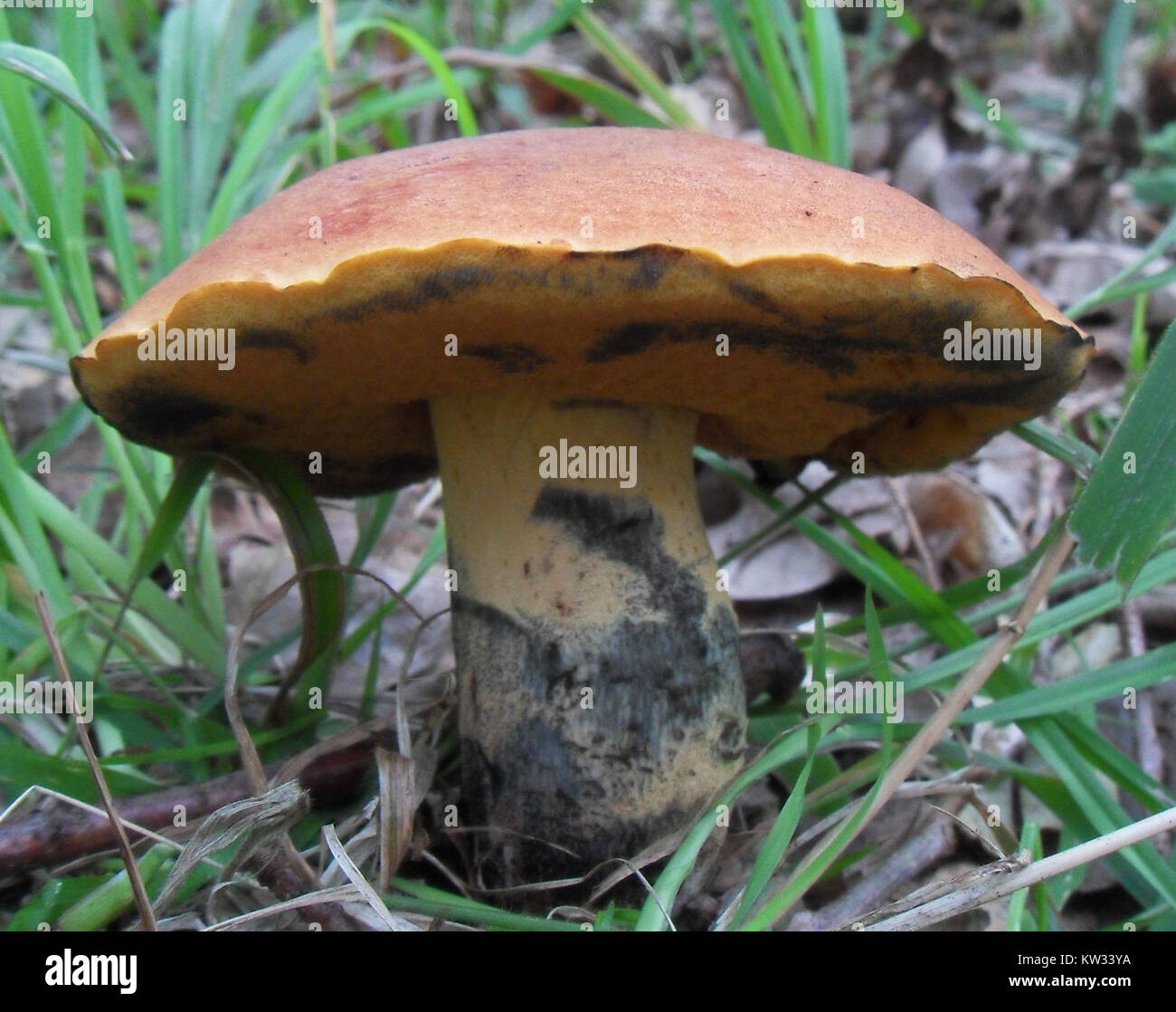 Boletus queletii ist eine Pilzart, die in gemäßigten Regionen vorkommt. Er ist bekannt für seine markante, rötlich-braune Kappe und einen gelben Stiel. Die Art gehört zur Familie der Boletaceae, die häufig in Wäldern und Waldgebieten, insbesondere unter Nadelbäumen, vorkommt. Es ist essbar, erfordert jedoch eine sorgfältige Identifizierung, um Verwechslungen mit ähnlich aussehenden, potenziell toxischen Pilzen zu vermeiden. Stockfoto