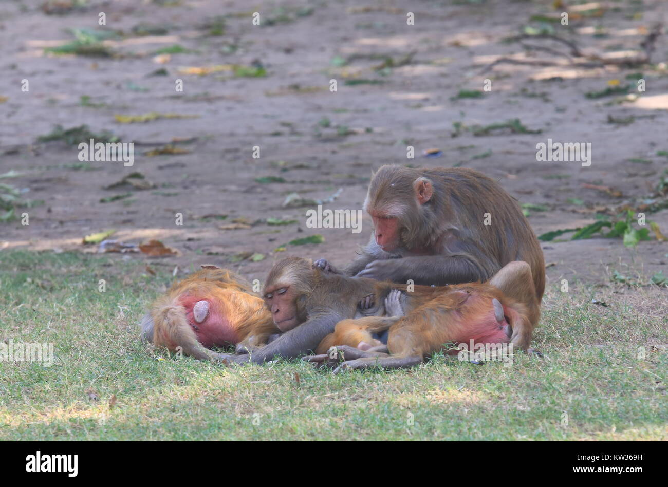 Wilde Affen im Monkey Tempel in Jaipur, Indien Stockfoto