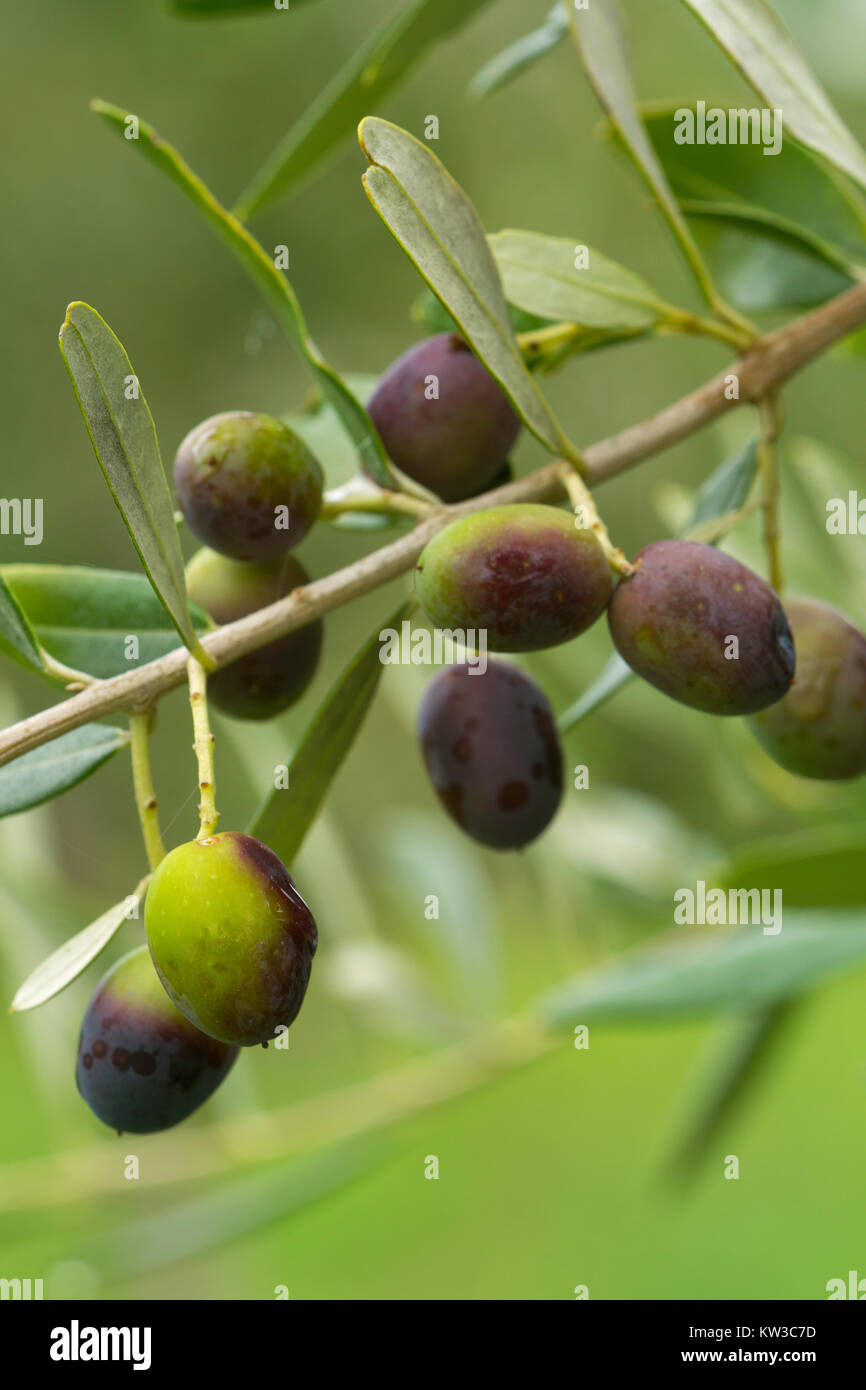 Die Oliven wachsen auf einen Olivenbaum in der Region Toskana in Italien. Stockfoto
