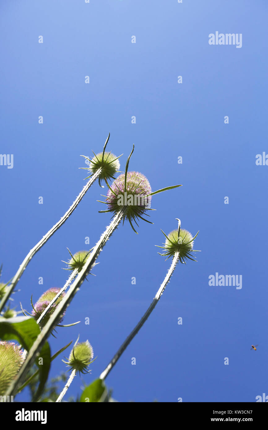 Englischen Garten im Frühjahr Stockfoto