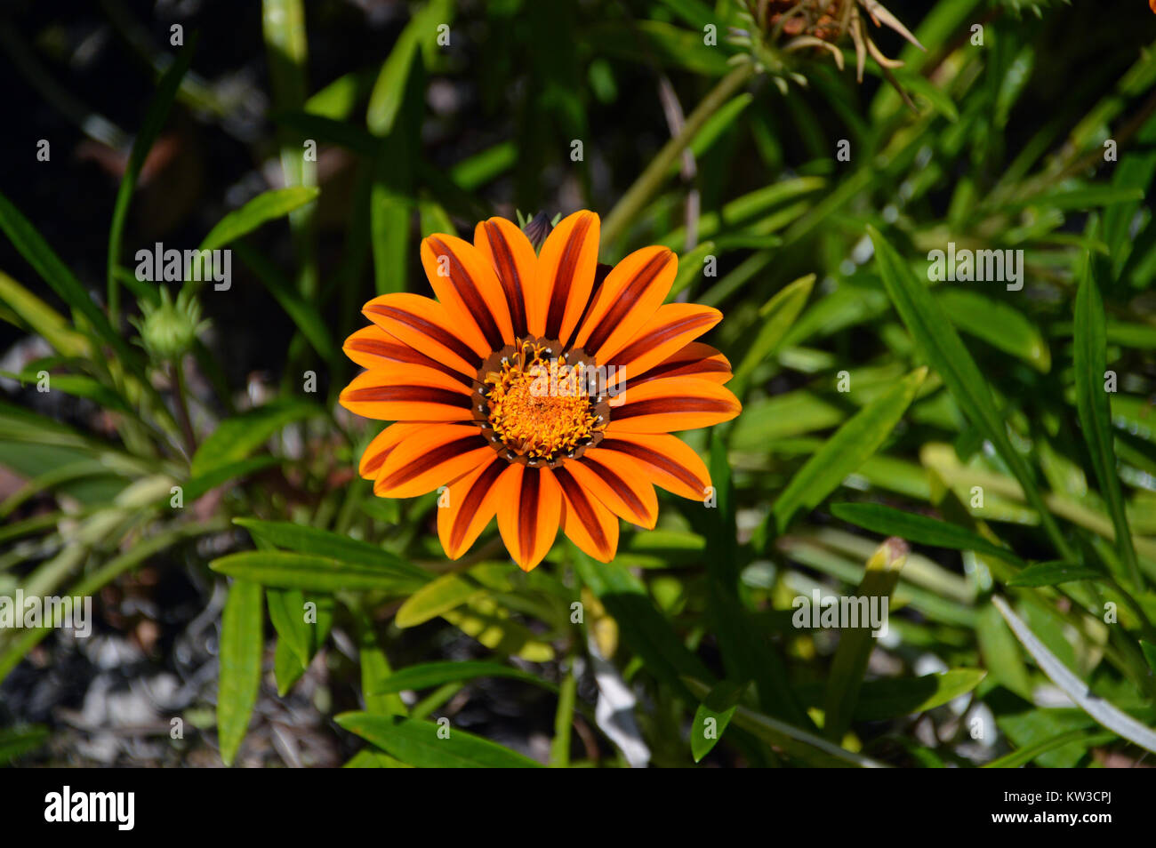 Single Mandarine/Orange farbige Gazania rigens (Treasure flower) in einer Grenze bei Abbey Gardens, Tresco Insel, Isles of Scilly, Cornwall, Großbritannien angebaut Stockfoto