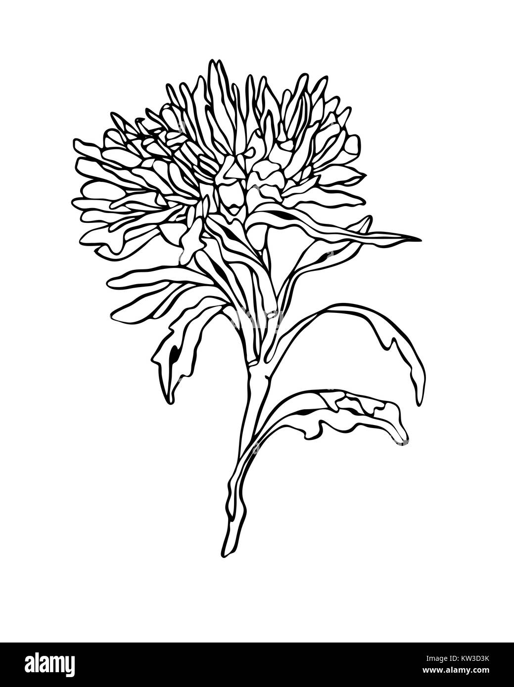 Kontur Abbildung: Aster Blume mit Blättern im Jugendstil Stockfoto