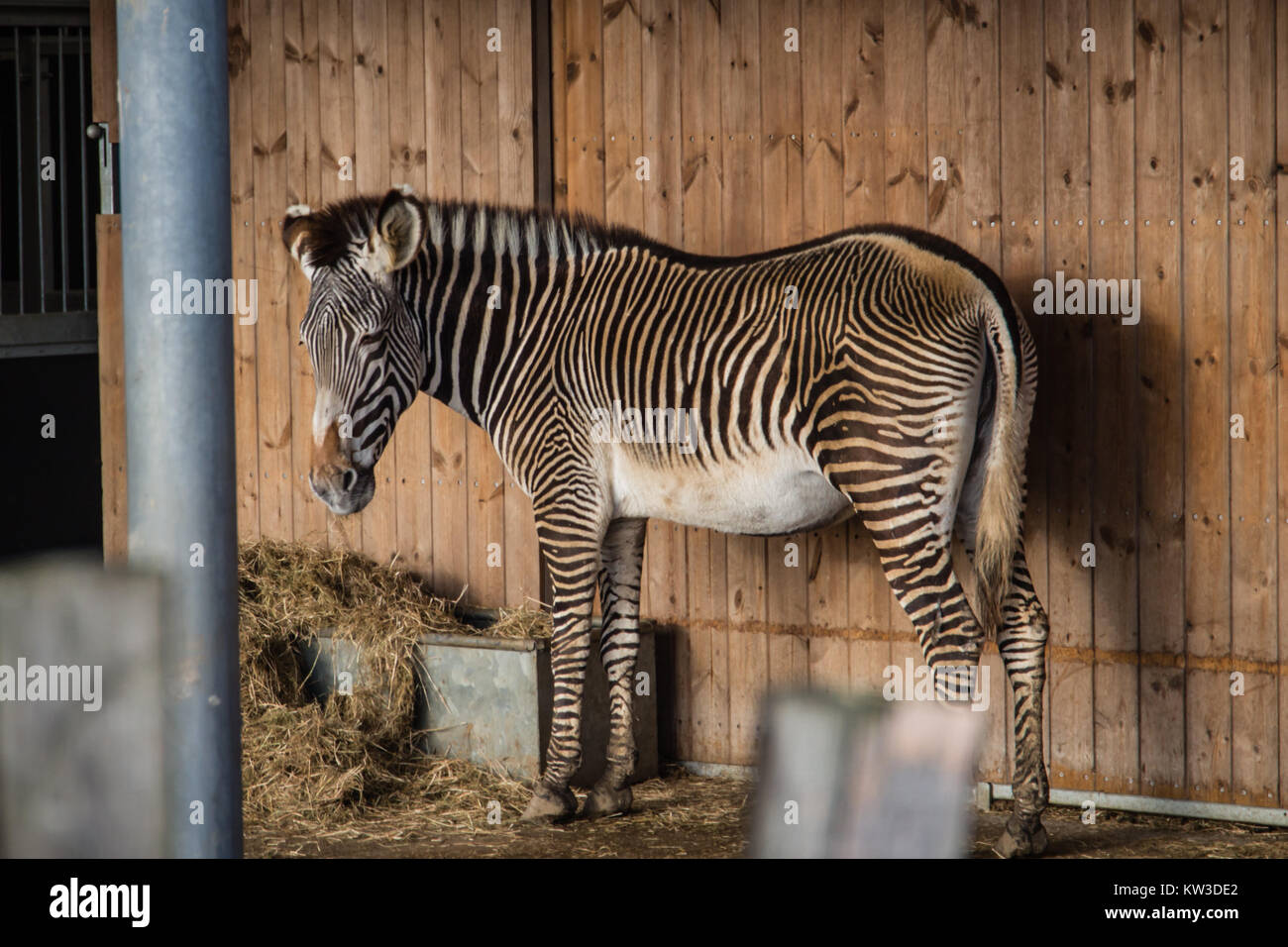 Der Grévy Zebra (Equus grevyi), das auch als imperial Zebra in Marwell Wildlife Zoo, Großbritannien bekannt. Stockfoto