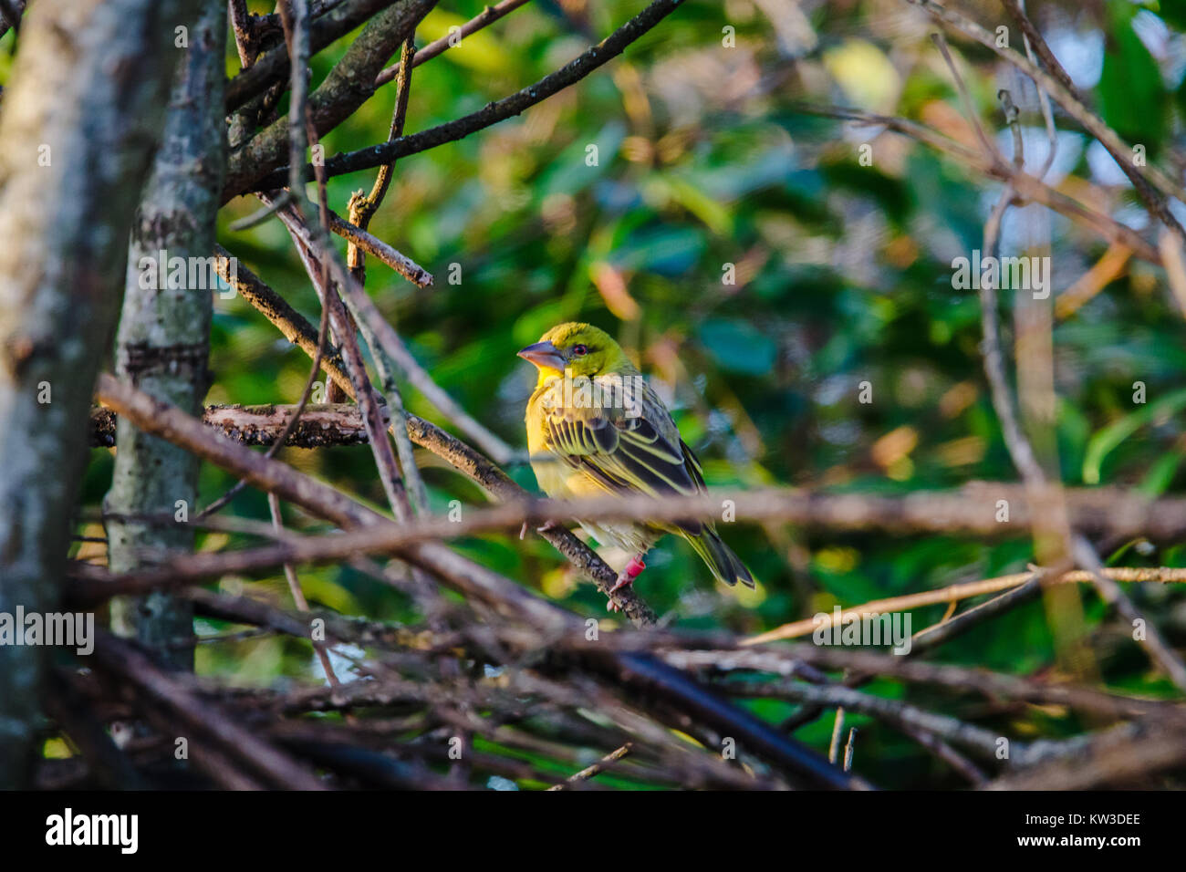 Green Village Weaver (Ploceus cucullatus) Vogelarten stehen auf Ästen. Stockfoto