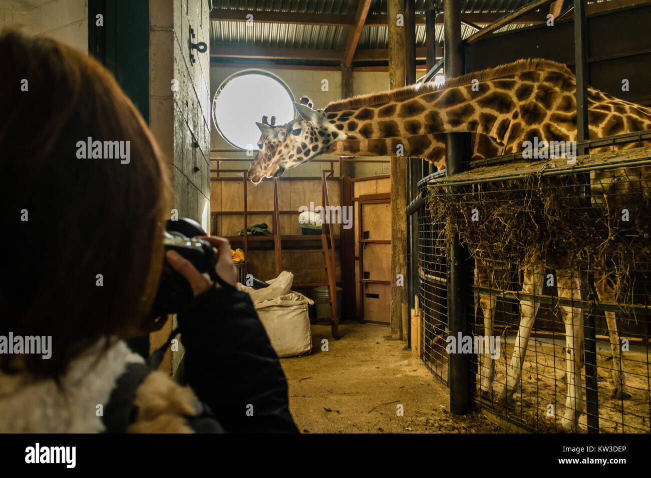 Besucher Fotos von Rothschild's Giraffe (Giraffa Camelopardalis victoriae) an Marwell Wildlife Zoo in Winchester, UK, Dez 2017 Stockfoto