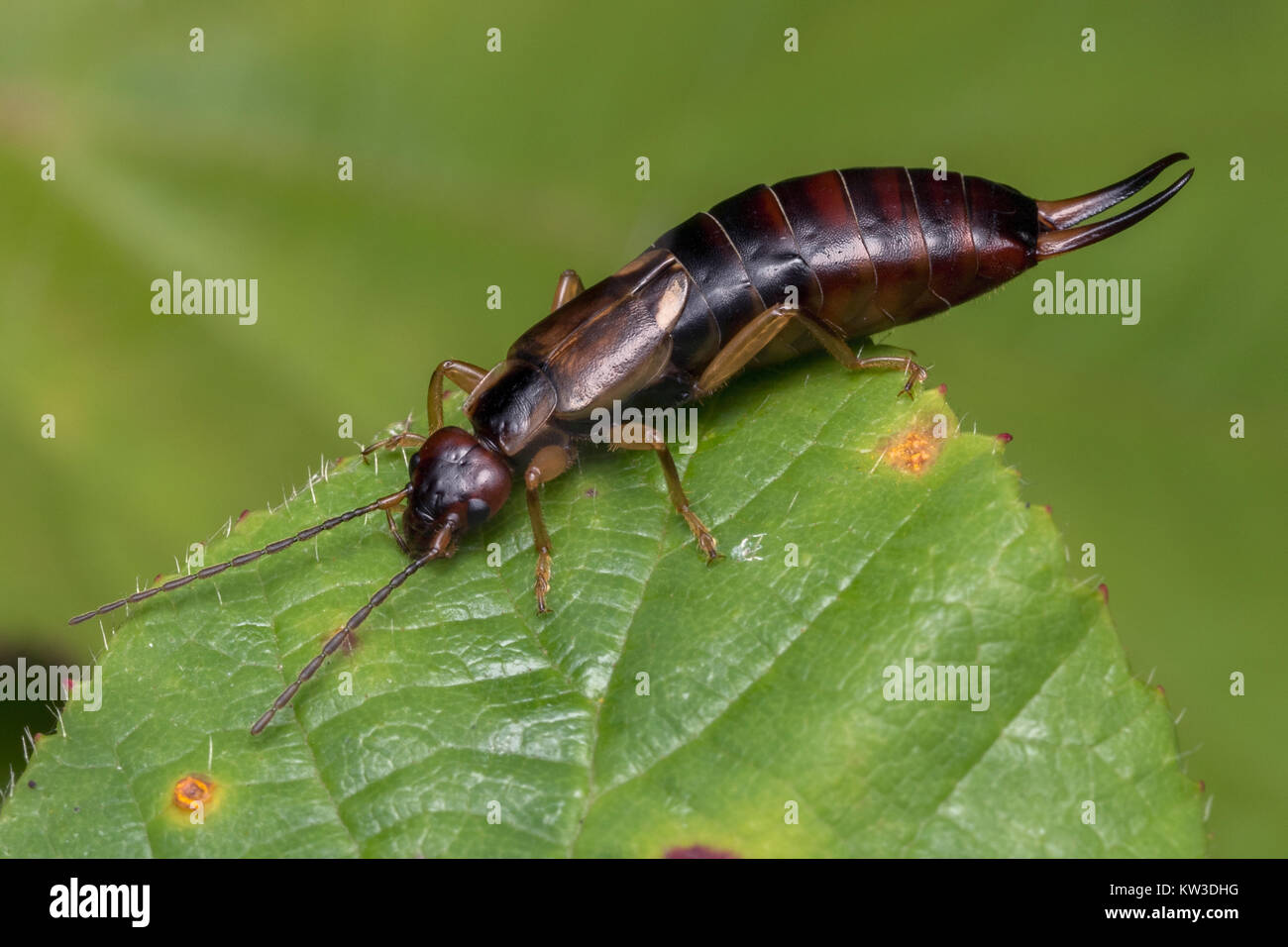 Eine gemeinsame Earwig (Forficula auricularia) in Ruhe auf einem dornbusch Blatt im Wald. Cahir, Tipperary, Irland. Stockfoto