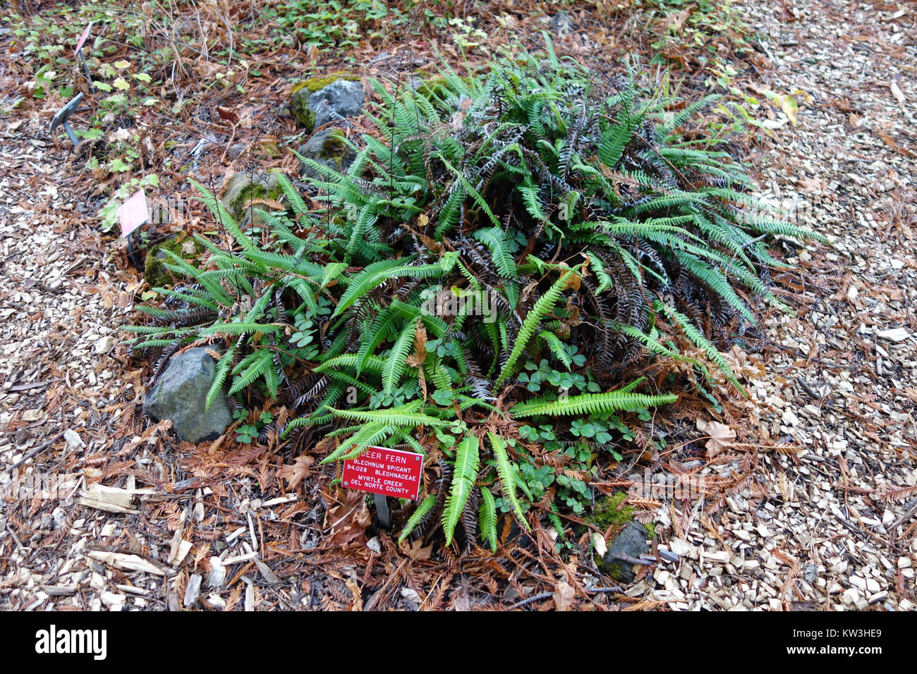 Blechnum Spicant, auch bekannt als die westliche Dame Farn, ist im Regional Parks Botanic Garden in Berkeley, Kalifornien, zu finden. Der Garten beherbergt verschiedene Pflanzenarten und spielt eine Rolle bei der Erhaltung und botanischen Forschung. Stockfoto