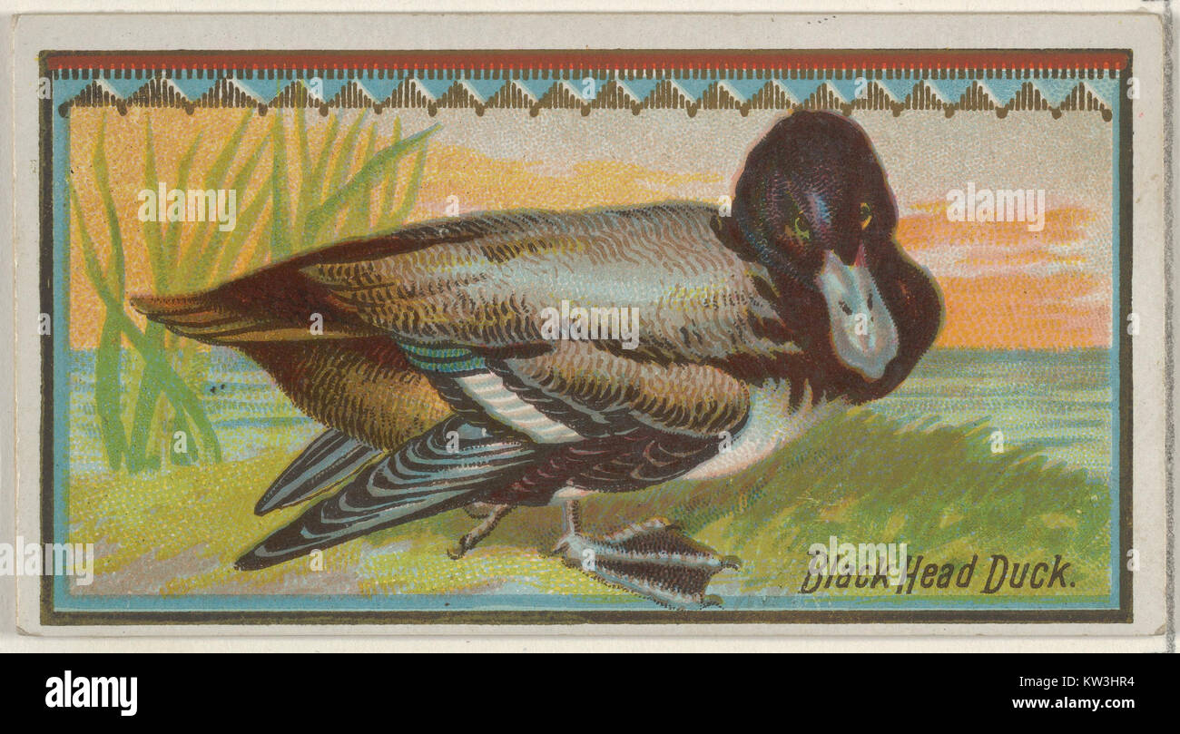 Schwarzer Kopf Ente, aus dem Spiel Vögel-Serie (N13) für Allen & Ginter Zigaretten Marken MET DP 834660 Stockfoto