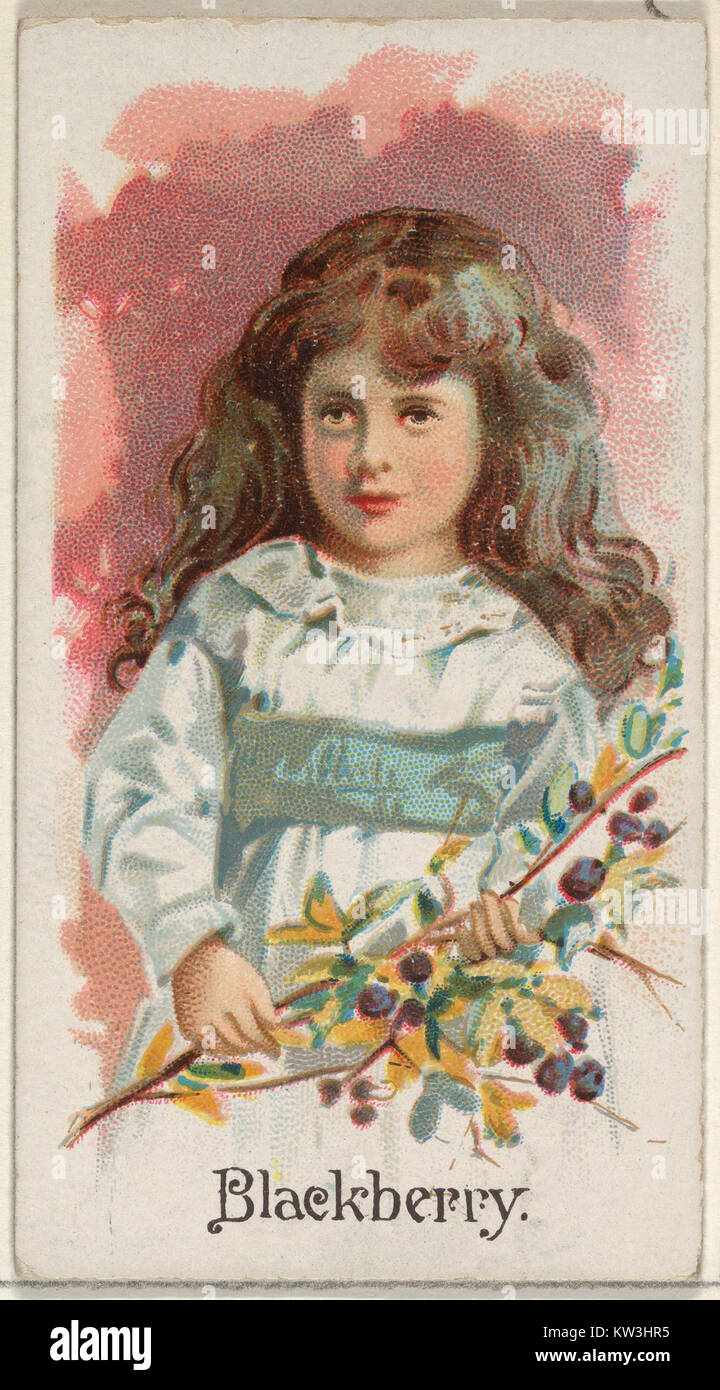 Das Bild einer brombeere aus der Fruits-Serie von Allen & Ginter Cigarettes Brands zeigt eine detaillierte Darstellung der Frucht. Sie unterstreicht die Form und Textur der Beere und spiegelt ihre Rolle in der Serie wider. Stockfoto
