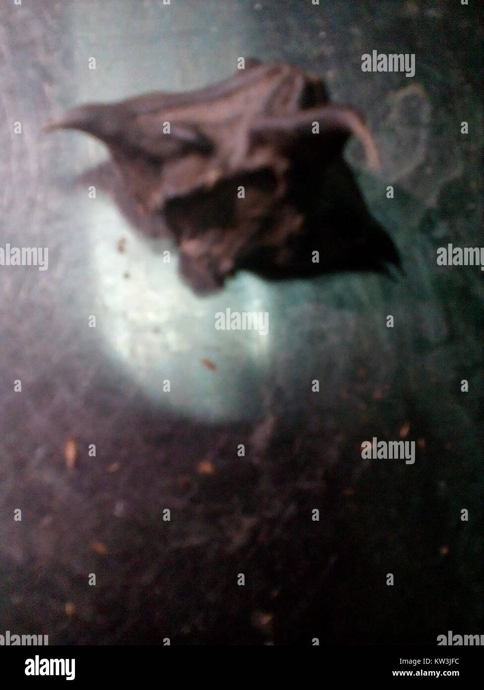 Astrobiologie ist die Untersuchung des Ursprungs, der Evolution und der Verteilung des Lebens im Universum. Es kombiniert Biologie, Chemie und Astronomie, um zu verstehen, wie Leben jenseits der Erde existieren könnte und wie das Potenzial für Leben auf anderen Planeten besteht. Stockfoto