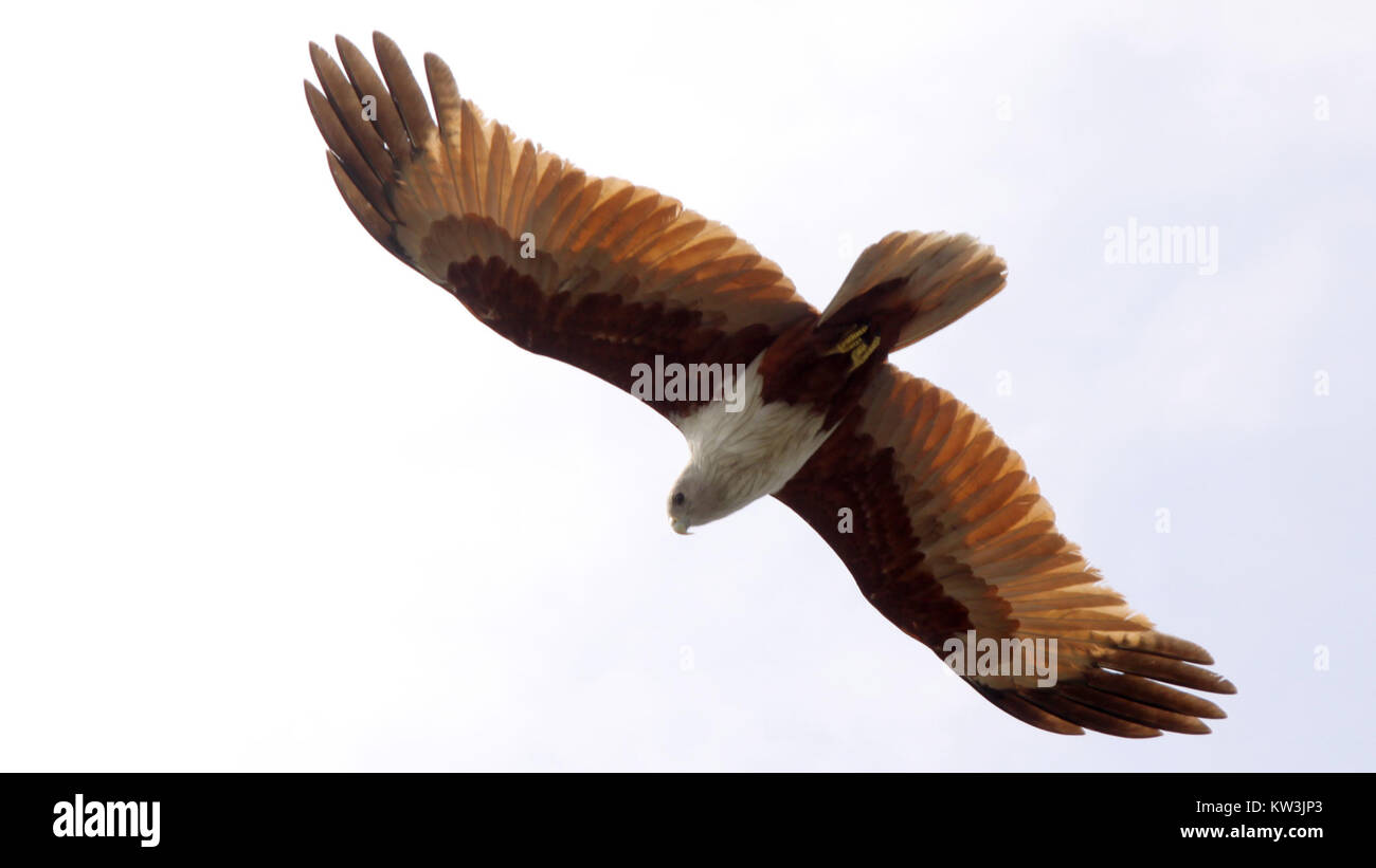 Dieses Bild zeigt eine große Vogelart in Indien und unterstreicht die reiche Artenvielfalt des Landes. Die Vogelart ist Teil der vielfältigen Tierwelt Indiens, zu der eine große Auswahl an Vogelarten in verschiedenen Ökosystemen gehören. Stockfoto