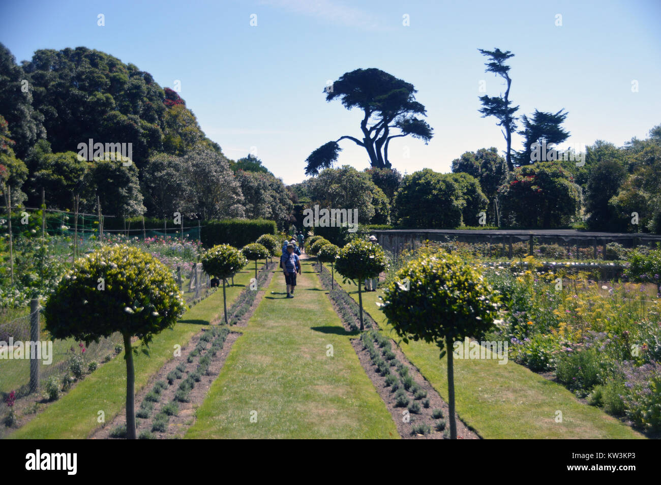 Menschen zu Fuß in das Gemüse & Obst Gärten bei Abbey Gardens, Tresco Insel, Isles of Scilly, Cornwall, UK. Gemüse Stockfoto