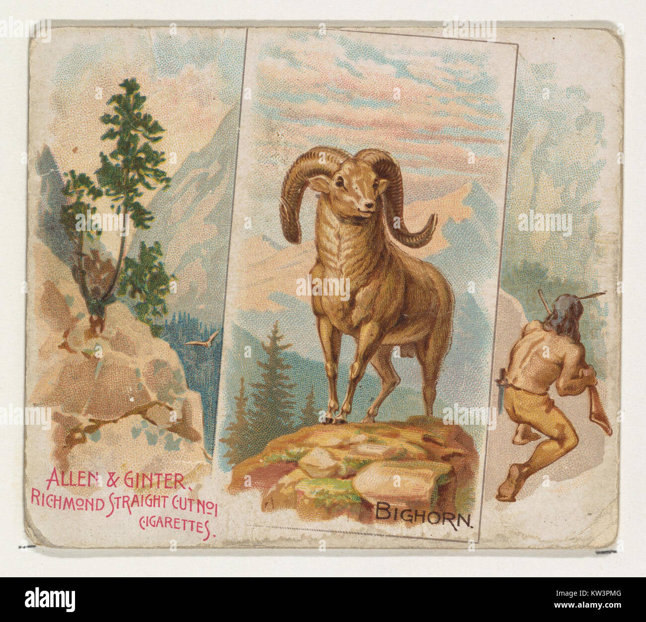 Bighorn, von Vierbeiner-Serie (N41) auf Allen&Ginter Zigaretten MET DP 839195 Stockfoto