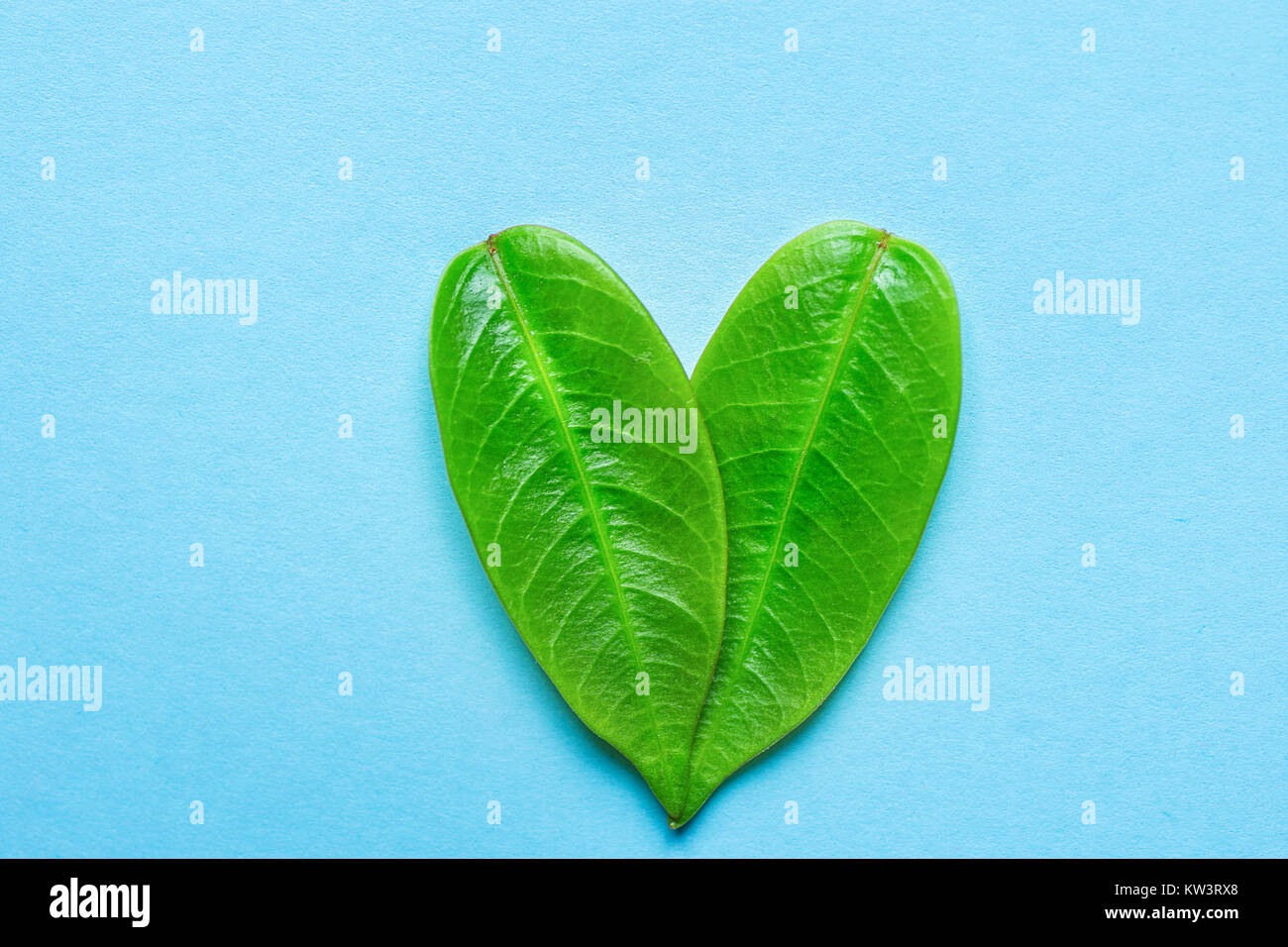 Herz Aus jungen grünen Blätter auf hellblauem Hintergrund. Valentinstag Muttertag romantische Liebe Umwelt Vegan Logo Eco-Konzept. Gree Stockfoto