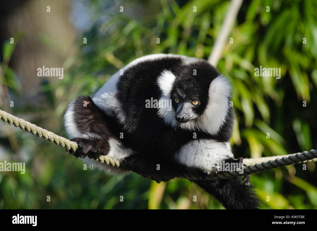 Die schwarz-weiß-geraffte Lemur ist eine in Madagaskar heimische Lemur. Es ist für sein auffälliges schwarz-weißes Fell bekannt und wird als gefährdet aufgrund von Lebensraumverlusten und anderen Bedrohungen eingestuft. Stockfoto