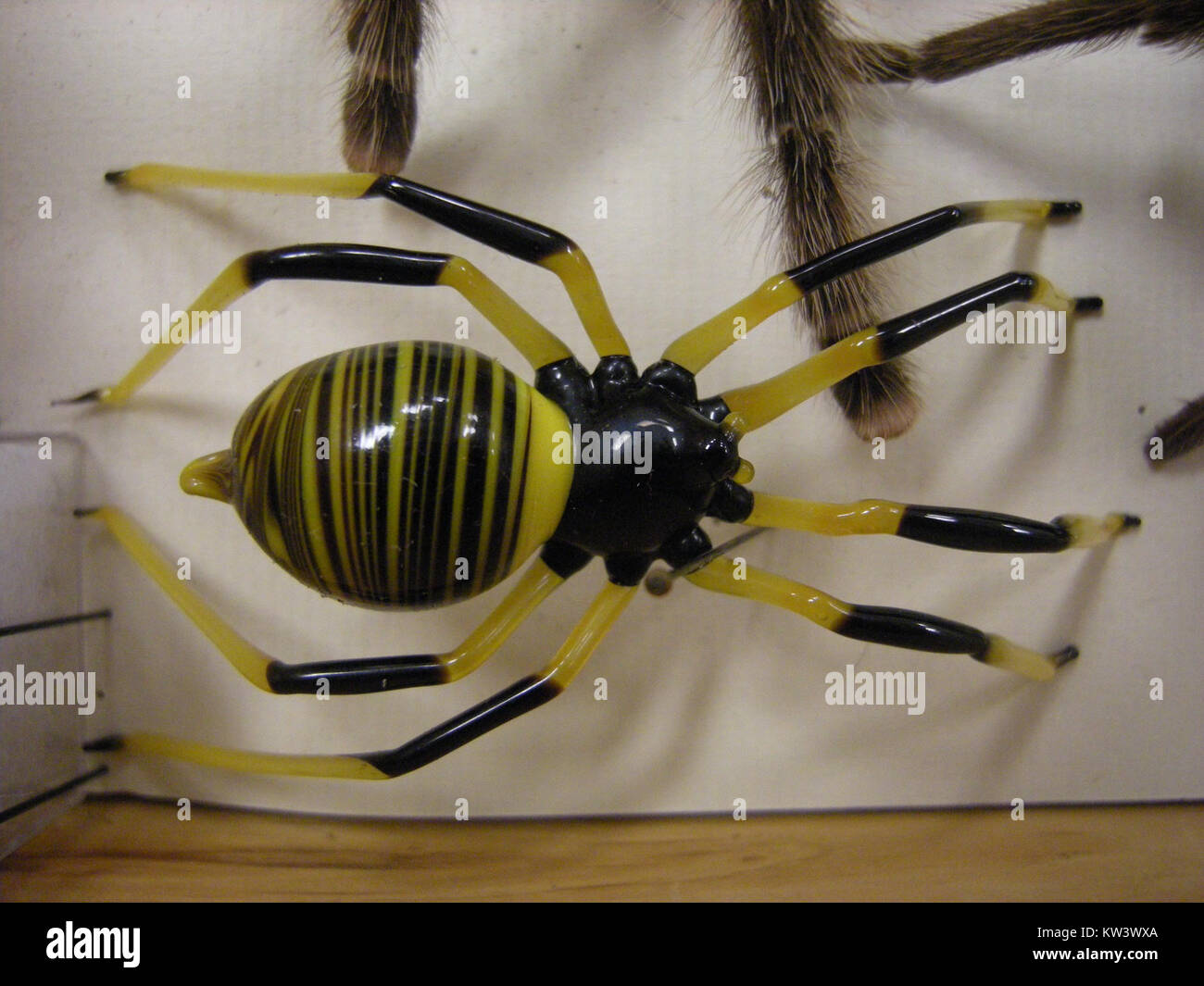 Die *Insect Safari*-Serie zeigt verschiedene Insektenarten, wobei dieses Bild auf eine Spinne fokussiert. Spinnen sind Arachniden, die für ihre räuberischen Gewohnheiten und ihre komplexen Fähigkeiten zum Aufbau von Netzen bekannt sind. Stockfoto