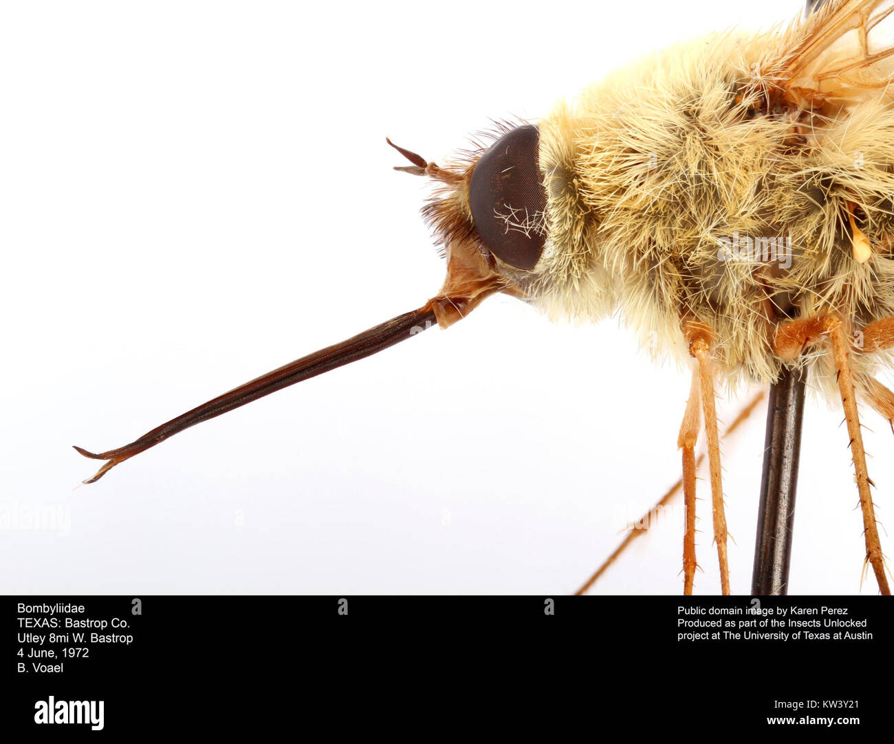 Bombyliidae, auch bekannt als Bienenfliegen, sind eine Familie parasitischer Fliegen, die Bienen nachahmen. Sie sind bekannt für ihr unverwechselbares Schweben-Verhalten und ihre Rolle bei der Bestäubung. Diese Fliegen spielen eine wichtige Rolle in Ökosystemen, insbesondere bei der Bestäubung von Blumen. Stockfoto