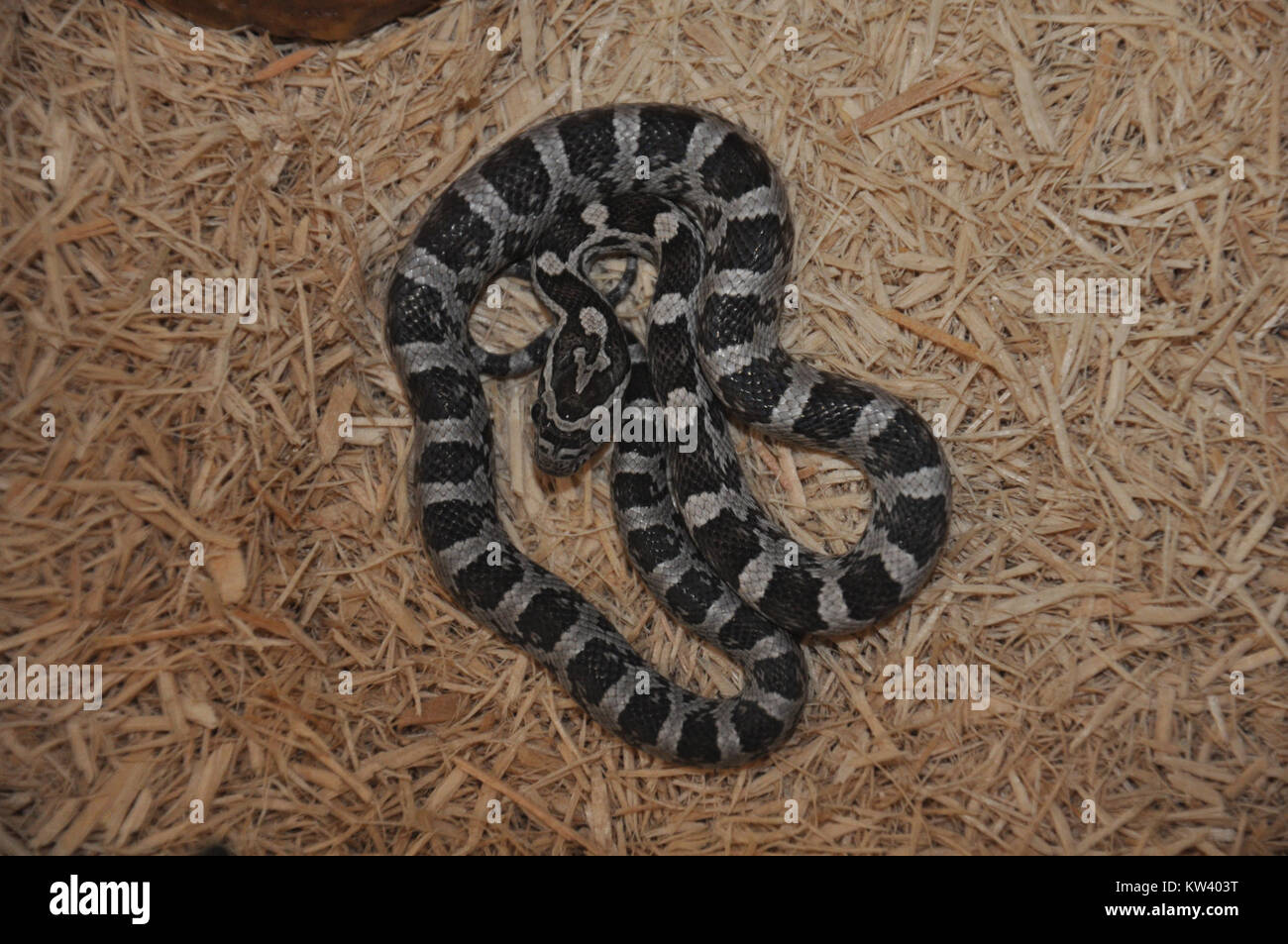 Eine schwarze Albino-Maisschlange ist eine seltene Morph der gewöhnlichen Maisschlange mit einer markanten schwarz-weißen Färbung. Es ist ein beliebtes Haustier aufgrund seiner fügsamen Natur und der einfachen Pflege. Stockfoto
