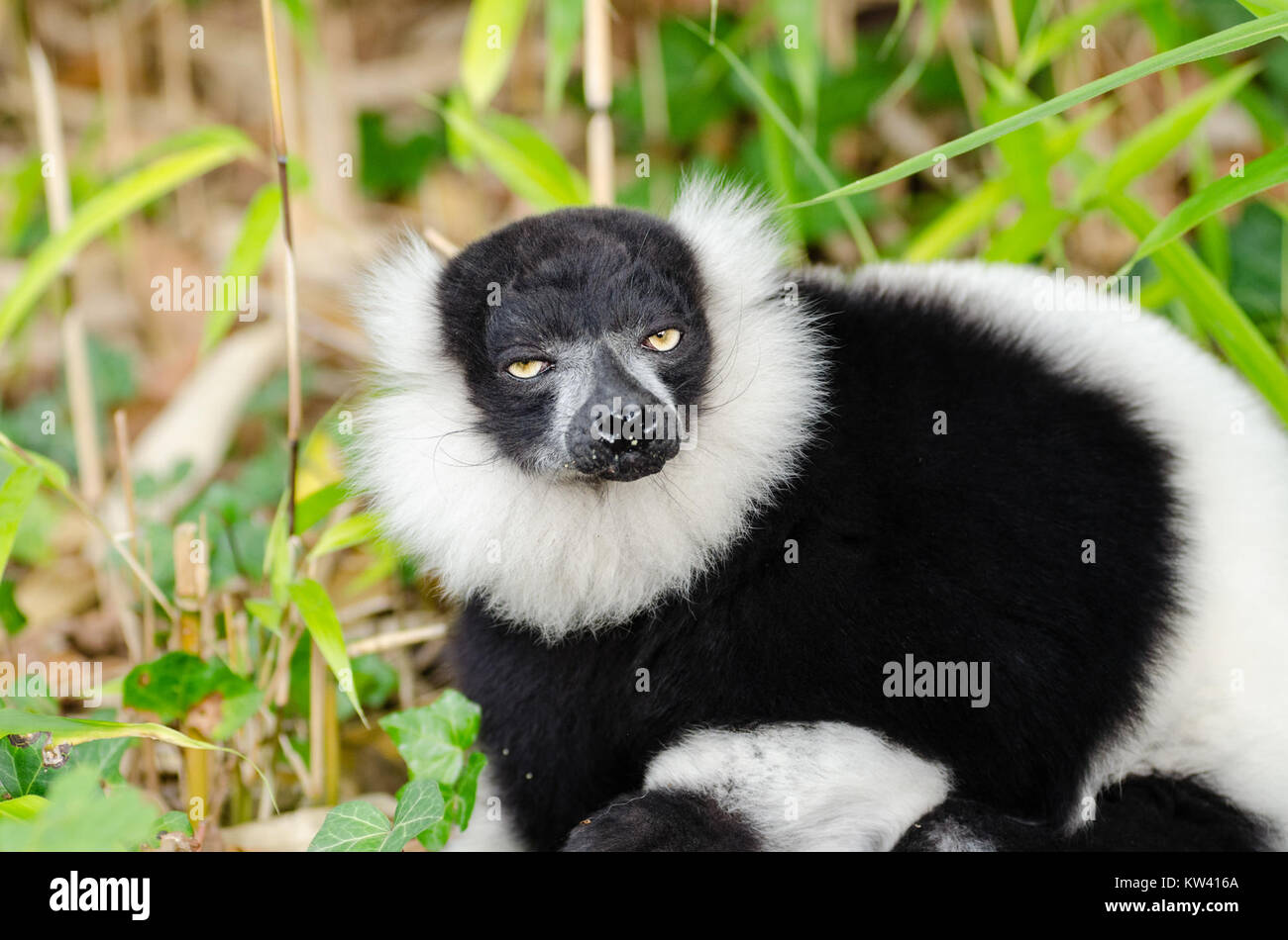 Der schwarz-weiß-geraffte Lemur ist eine vom Aussterben bedrohte Art, die in Madagaskar zu finden ist. Bekannt für sein markantes schwarz-weißes Fell, ist dieser Lemur ein wichtiger Teil der einzigartigen Artenvielfalt Madagaskars. Sie ist durch den Verlust von Lebensräumen bedroht und wird aktiv von verschiedenen Wildtierorganisationen geschützt, um ihr Überleben zu sichern. Stockfoto